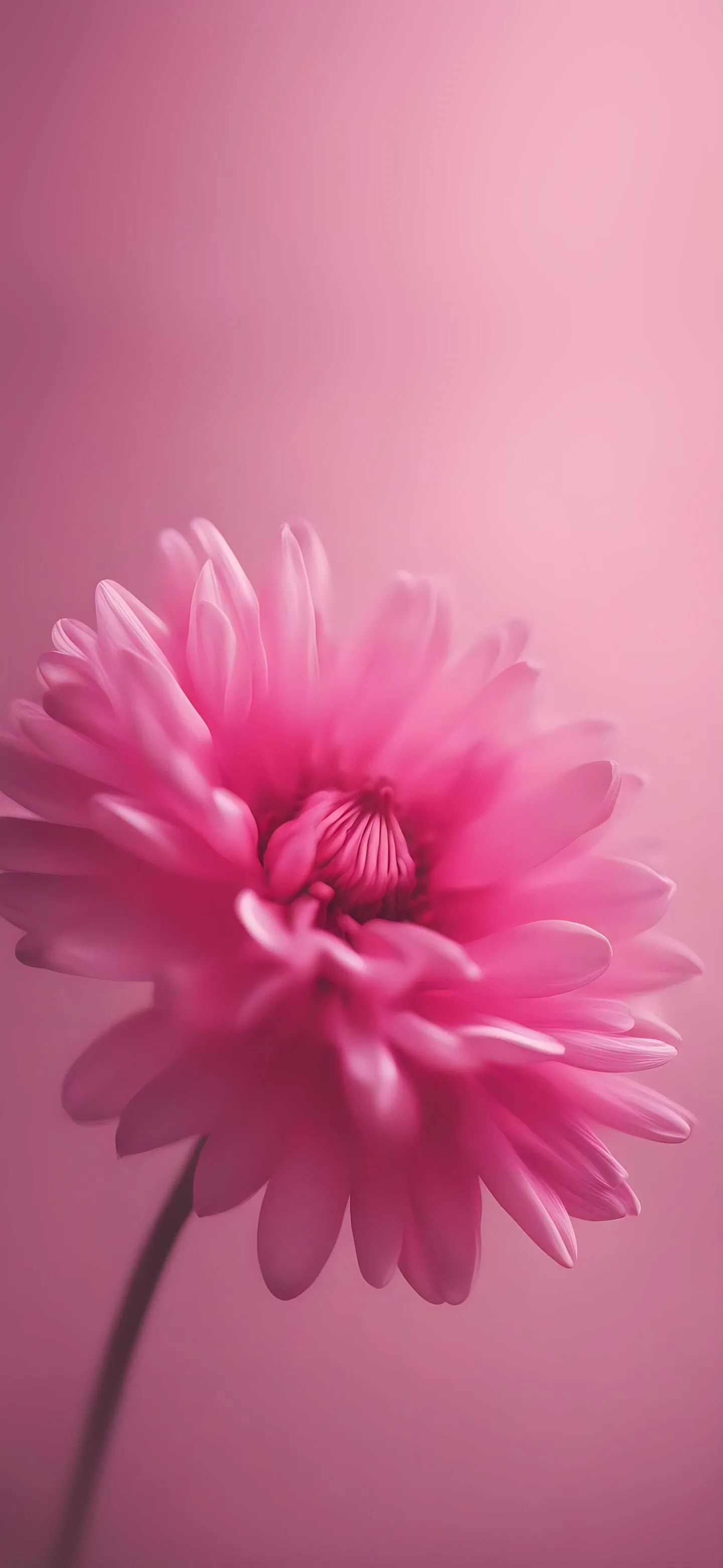 Soft Pink Flower Blooming with Gentle Background Wallpaper