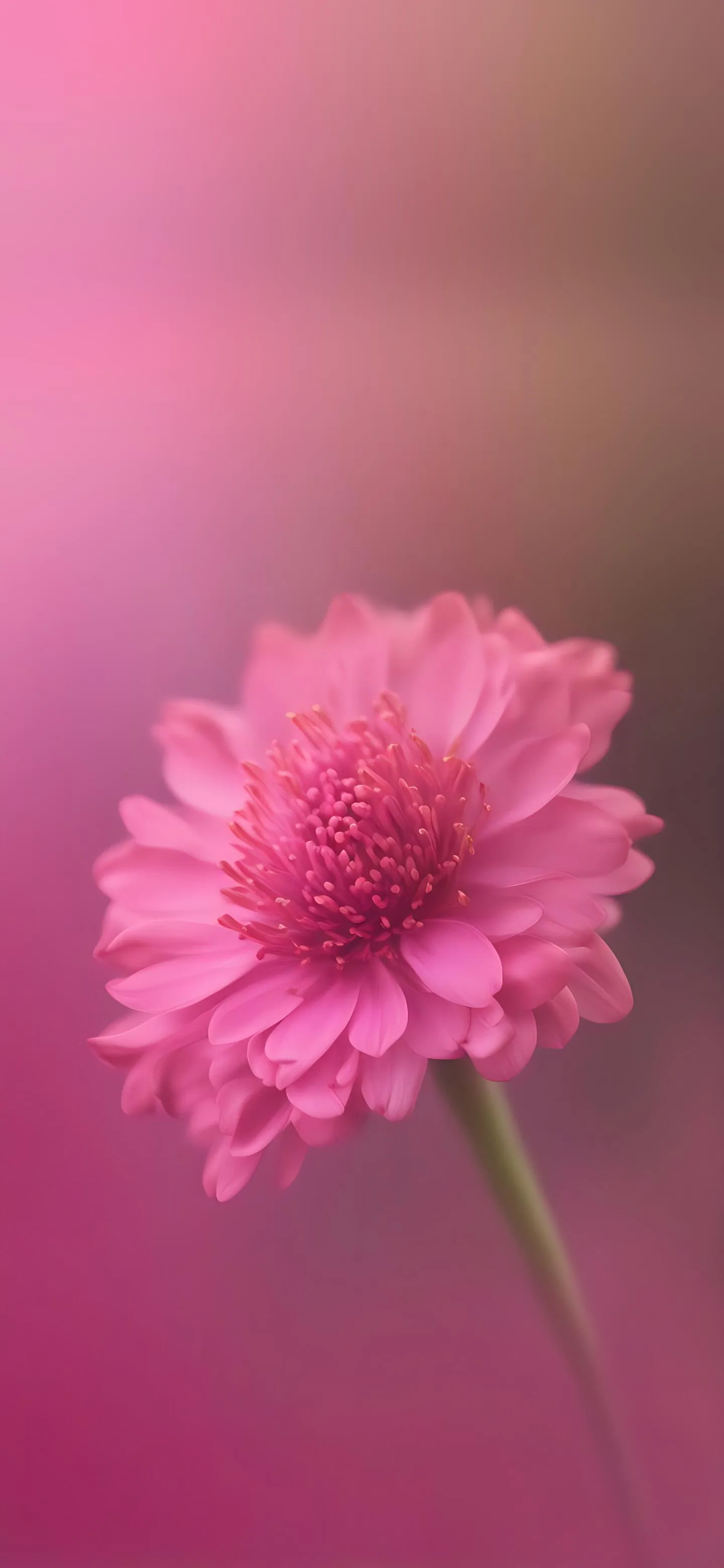 Soft Pink Flower Petals in Gentle Minimal Design Wallpaper