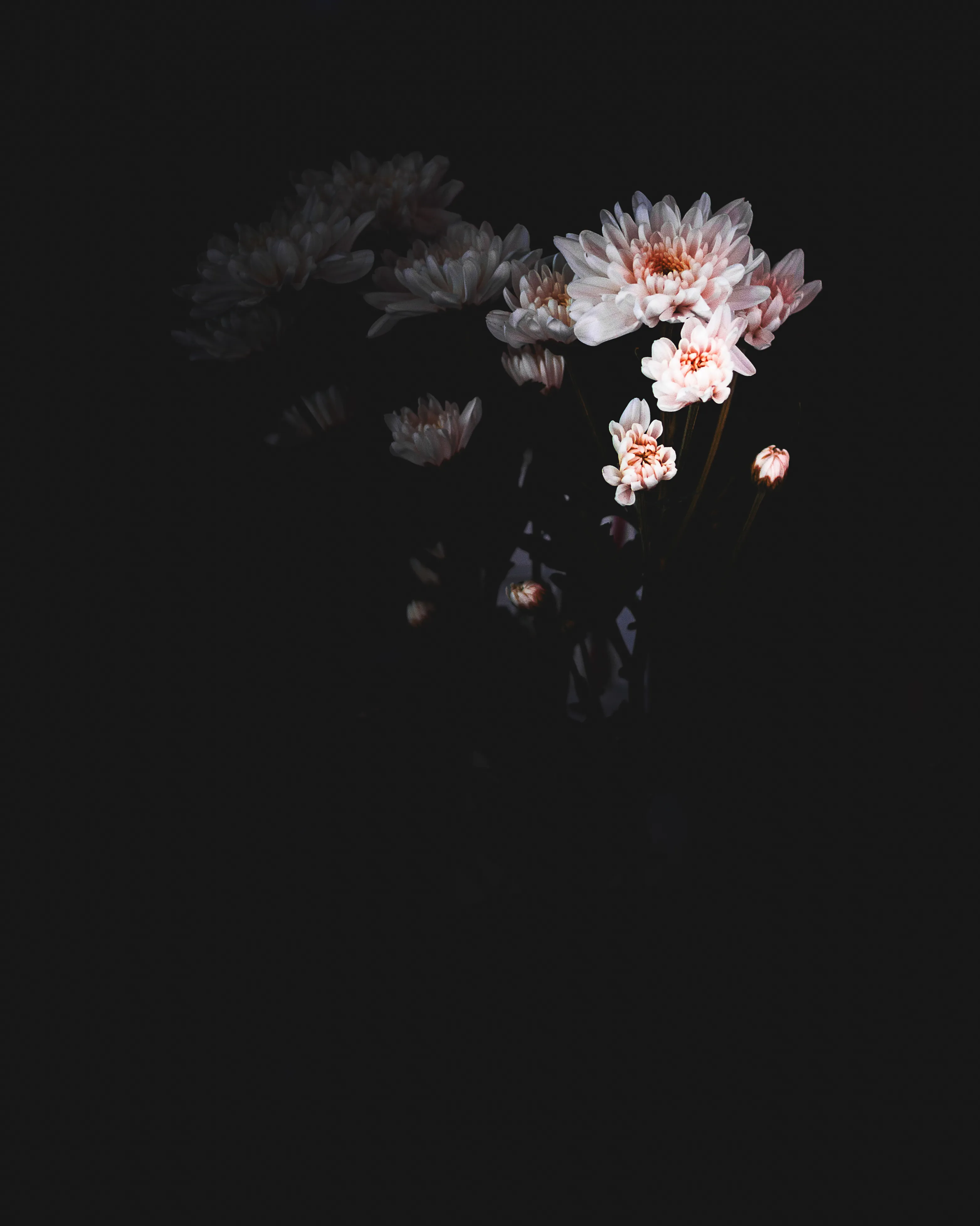 Soft Pink Flowers Blooming Gently in The Darkness Image