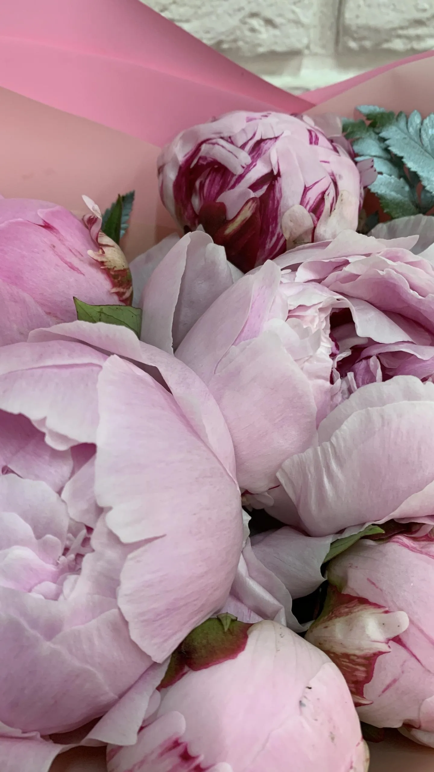 Soft Pink Peonies Close Up Floral free Phone Wallpaper
