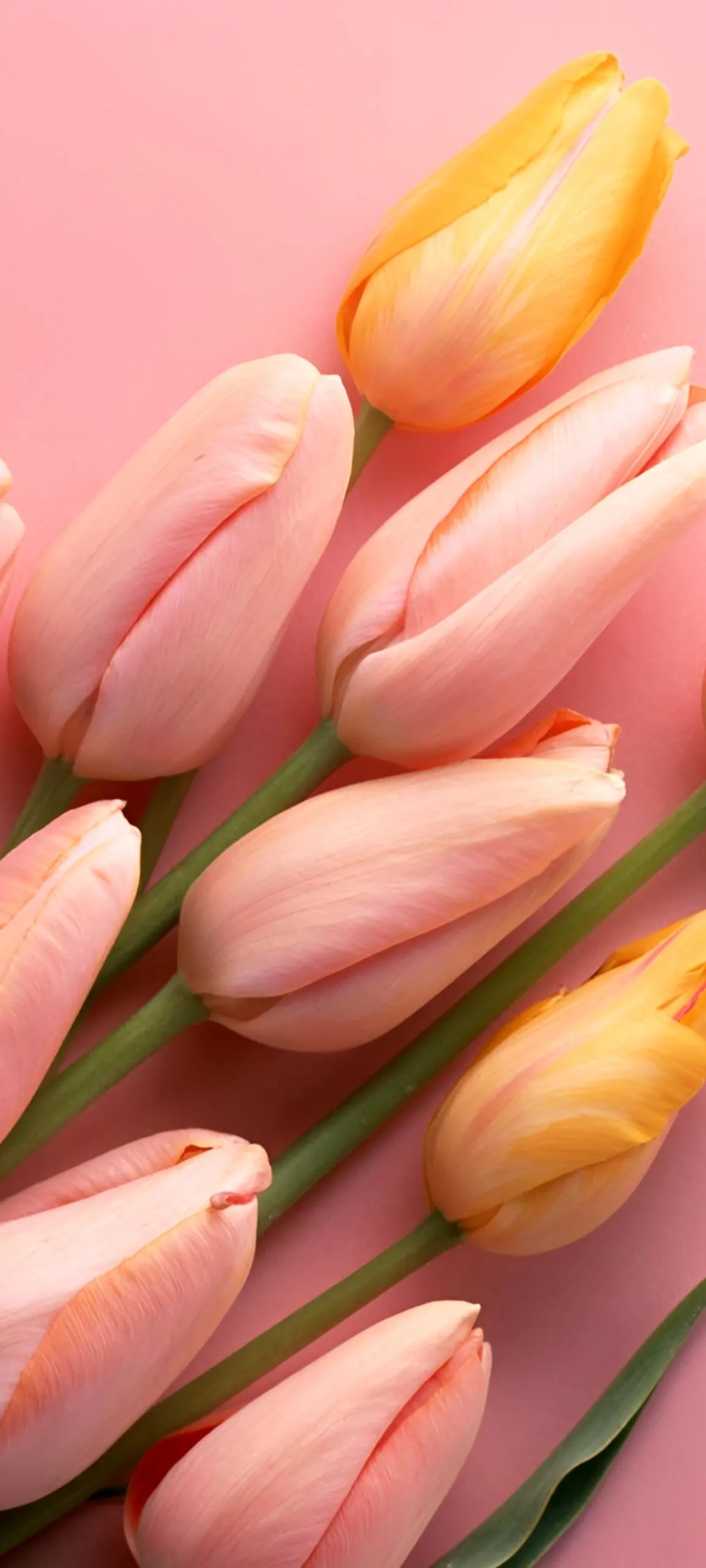 Soft Pink Tulip Flower Close Up with Gentle Lighting