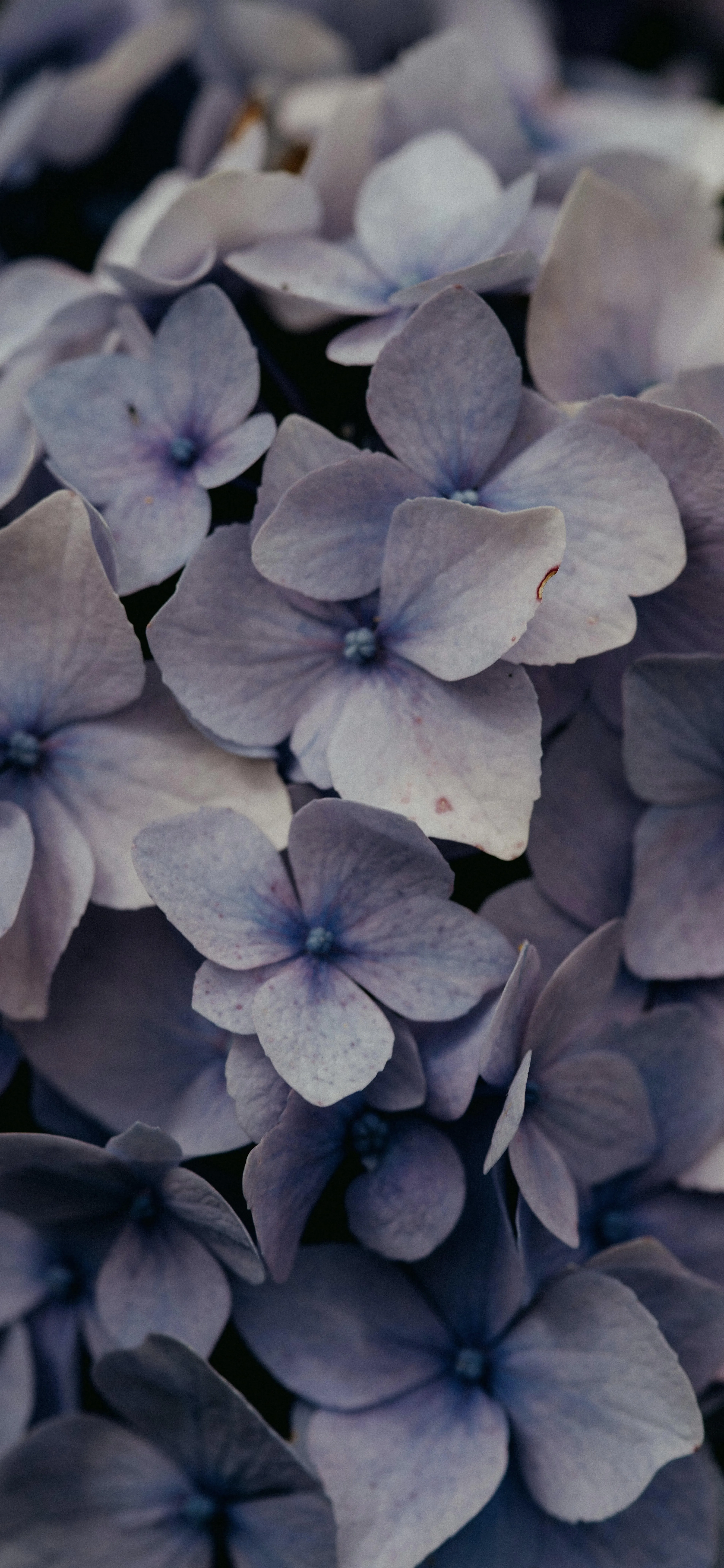 Soft Purple Flowers Close Up Showing Delicate Petals