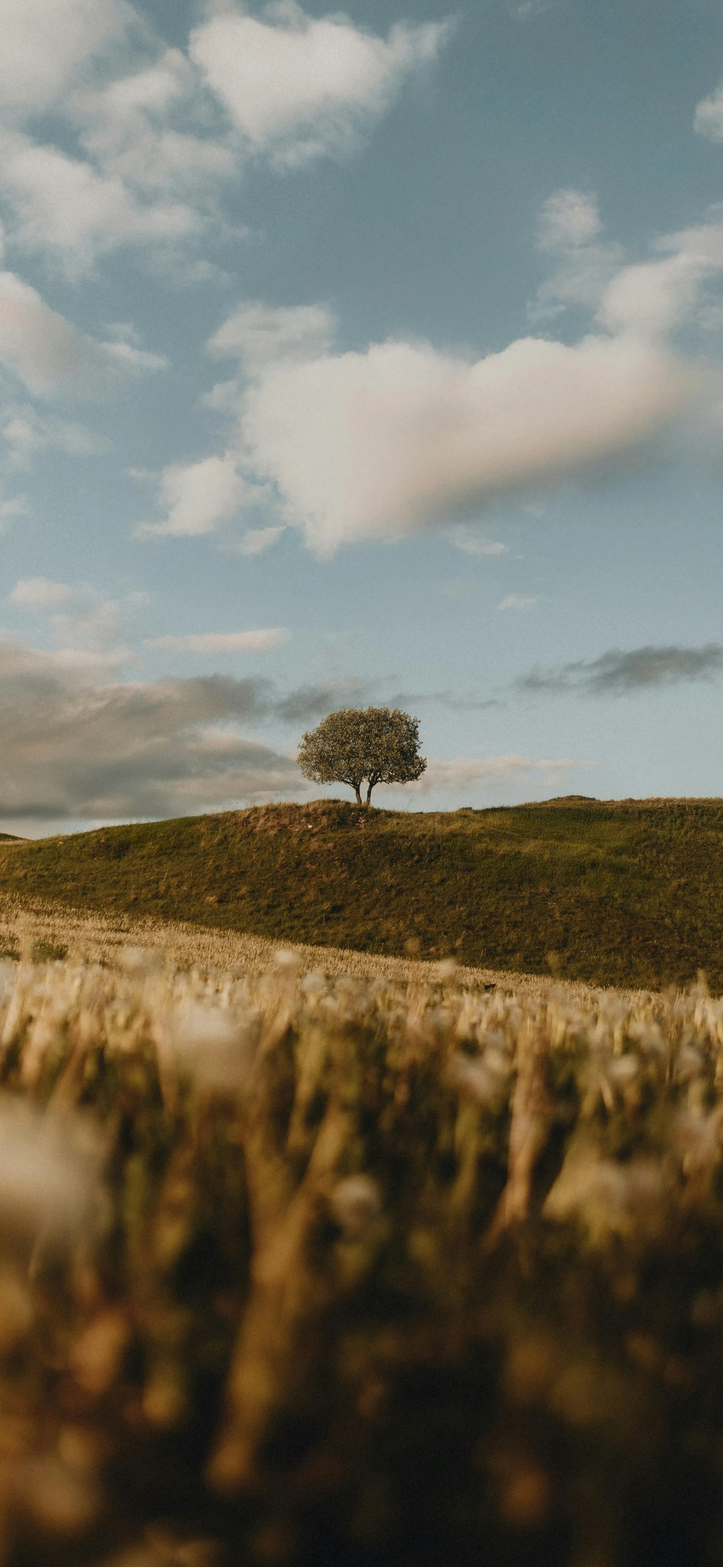 Solitary Tree in Golden Field Under Blue Sky Free 4K