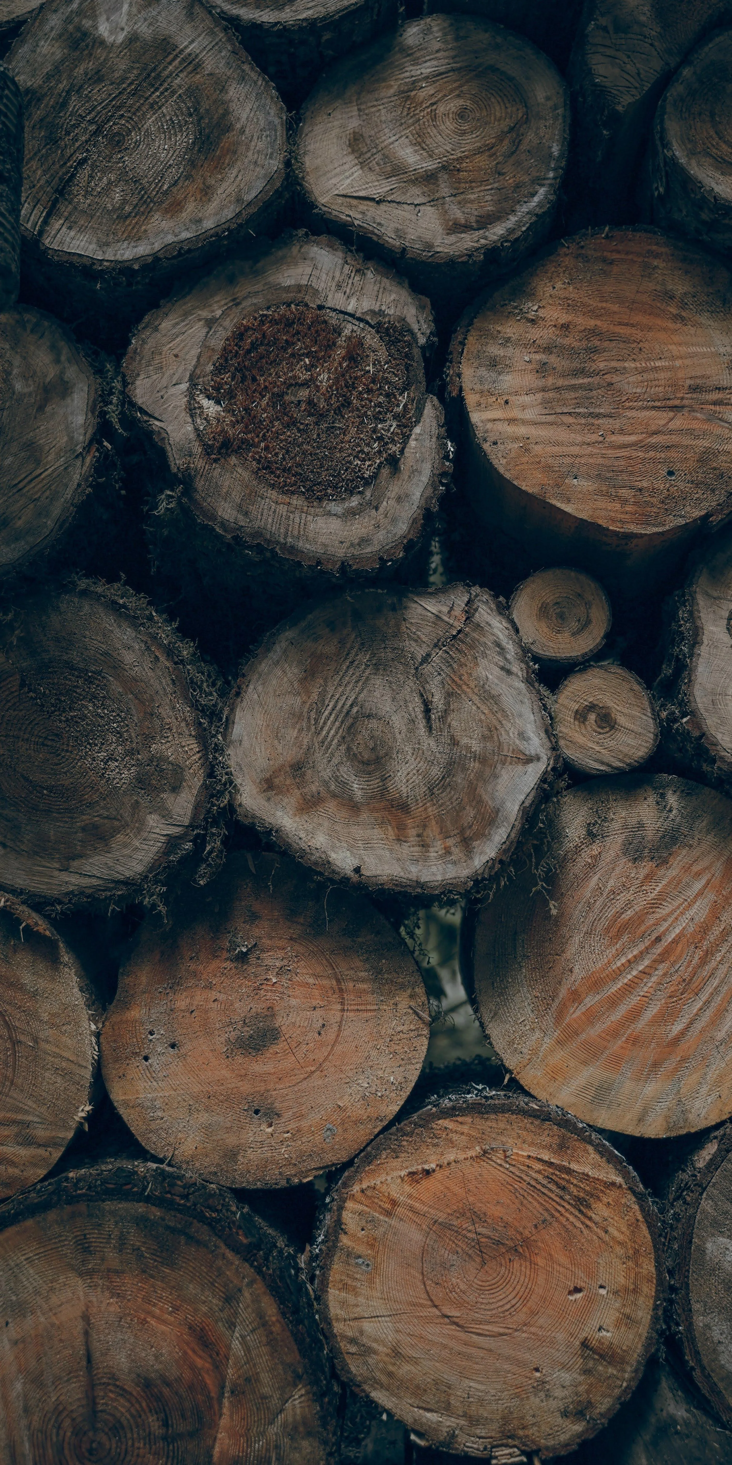 Stacked Wooden Logs Cut in Circular Patterns Background HD