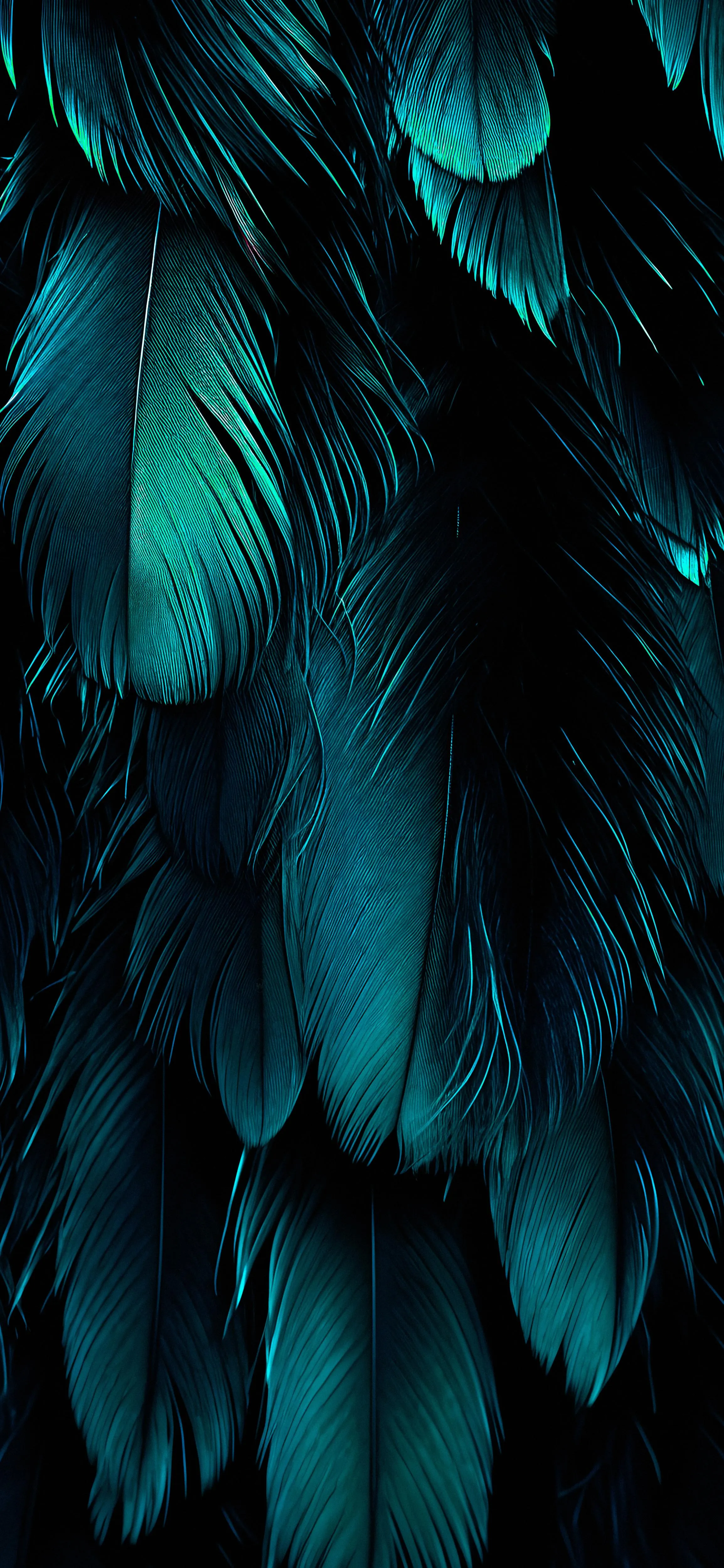 Stunning Blue Feathers Macro Shot with Dark Background