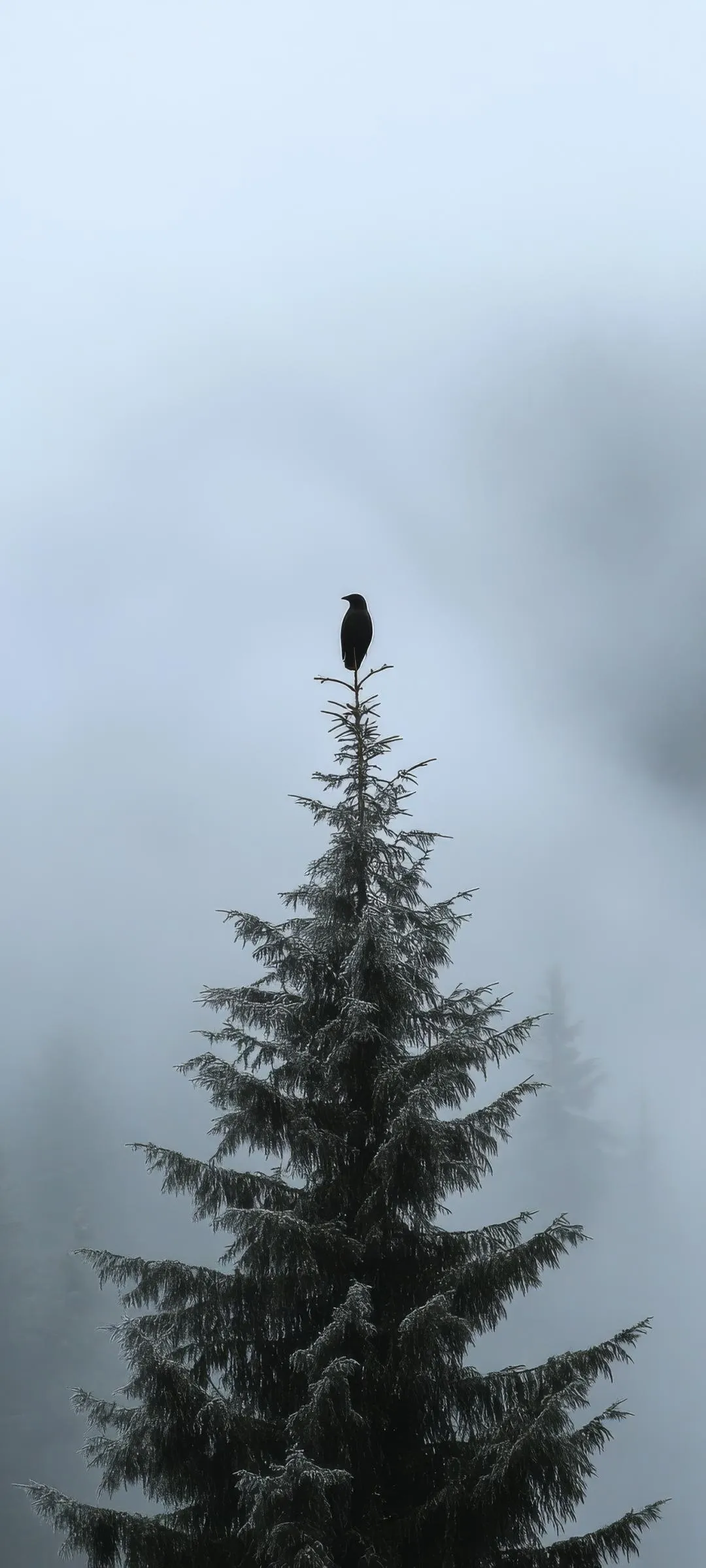 Stunning Lone Pine Tree in Fog Minimal Nature Wallpaper