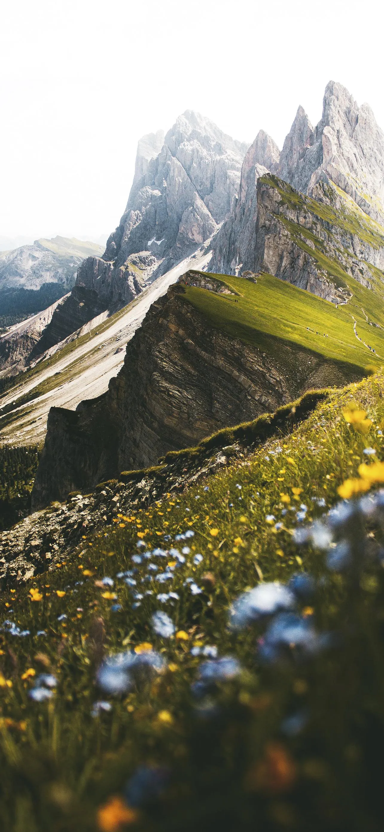 Stunning Mountain Range Covered with Wildflowers Wallpaper