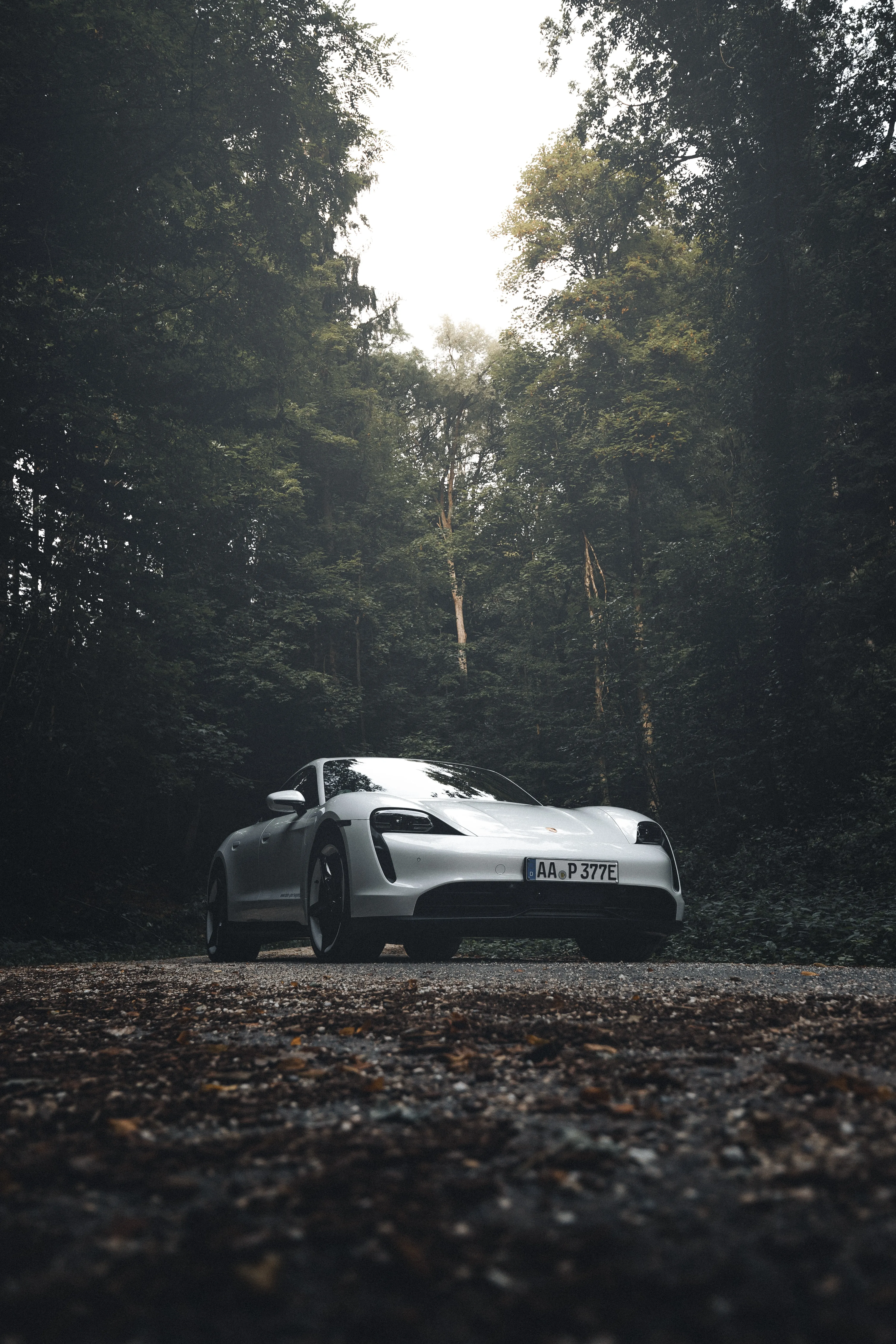 Stylish Silver Car Parked in Quiet Forest Morning Wallpaper