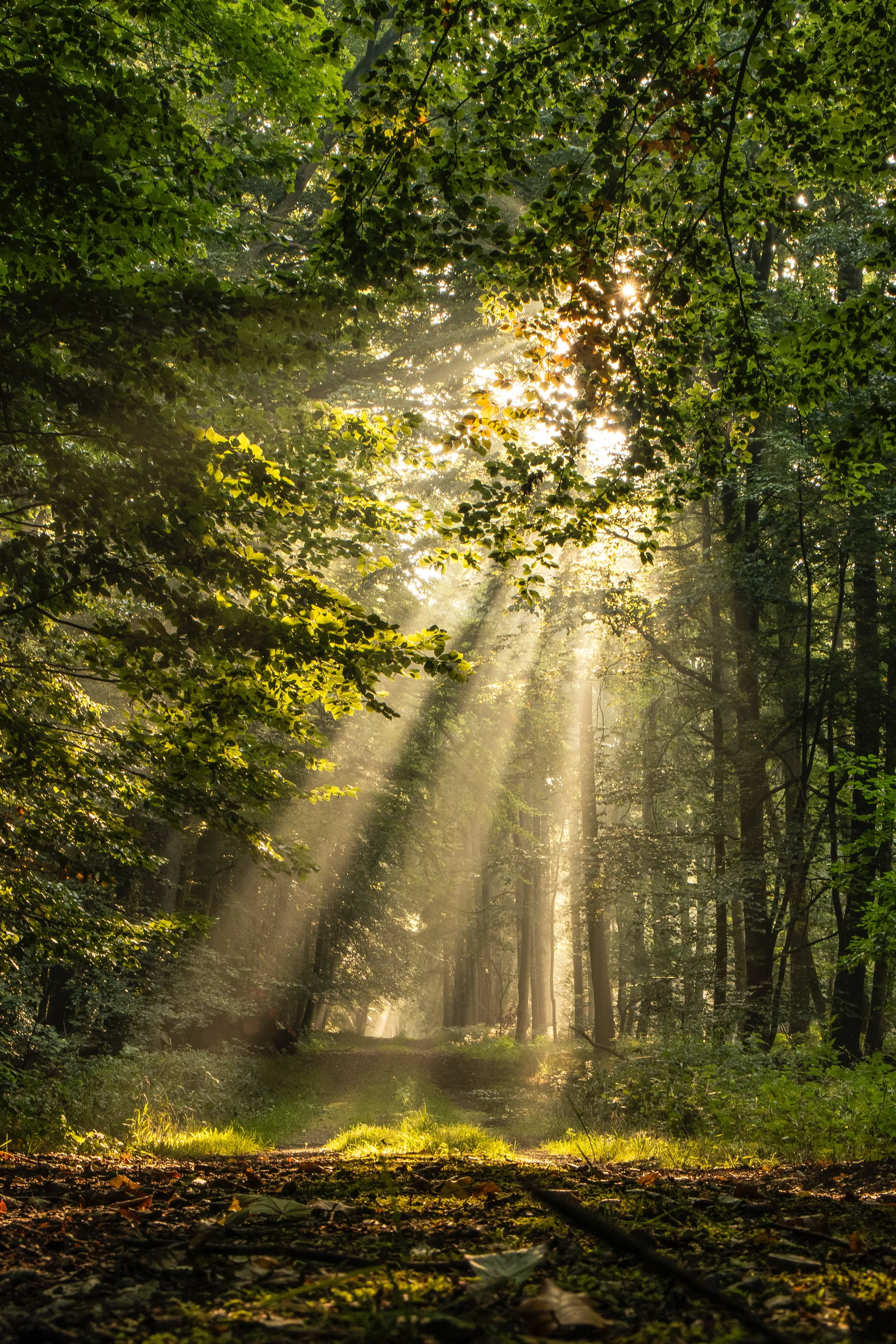 Sun Rays Piercing Through Dense Forest Trees Wallpaper