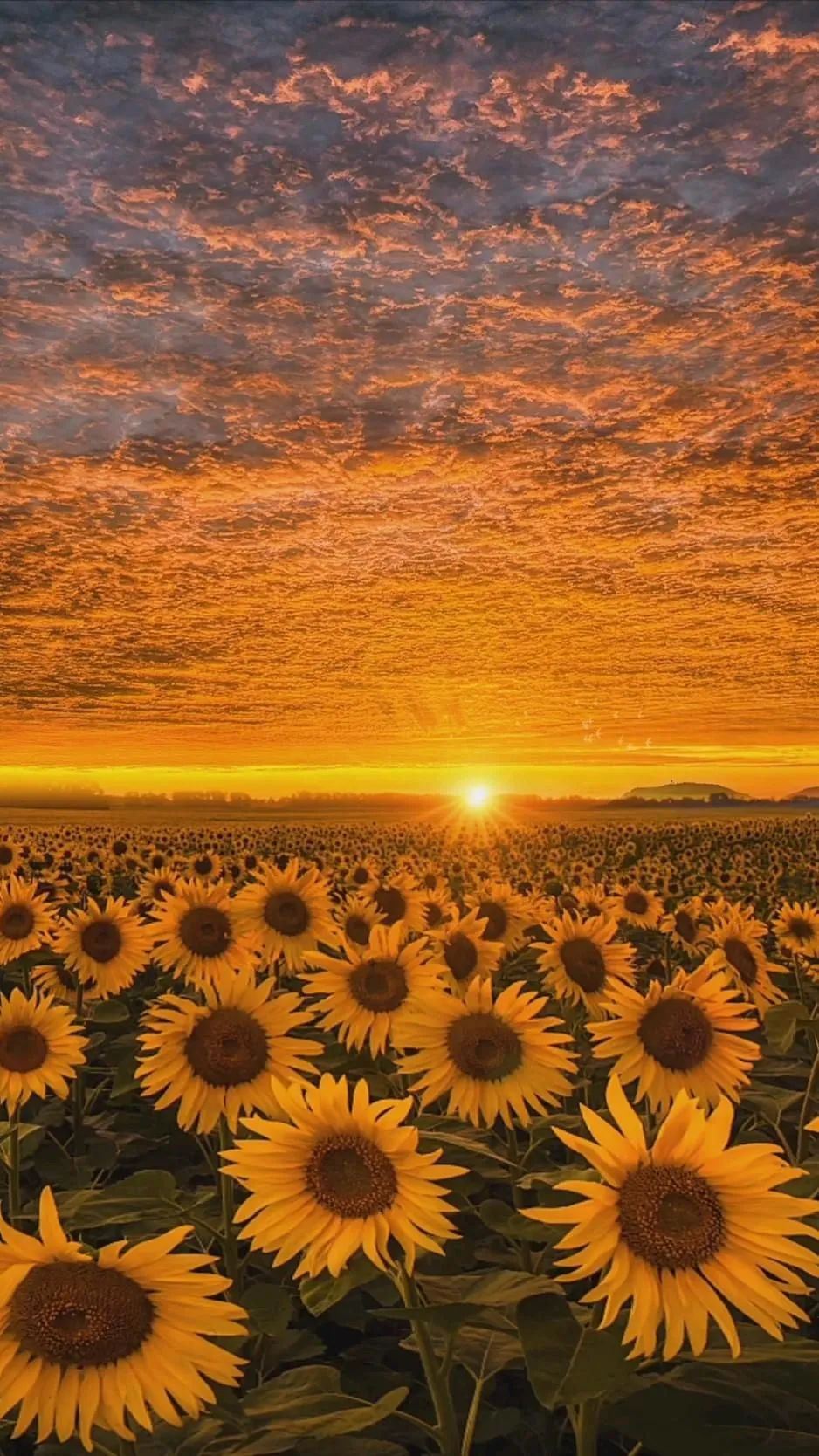 Sunflower Field Under a Beautiful Fiery Sunset Sky Wallpaper