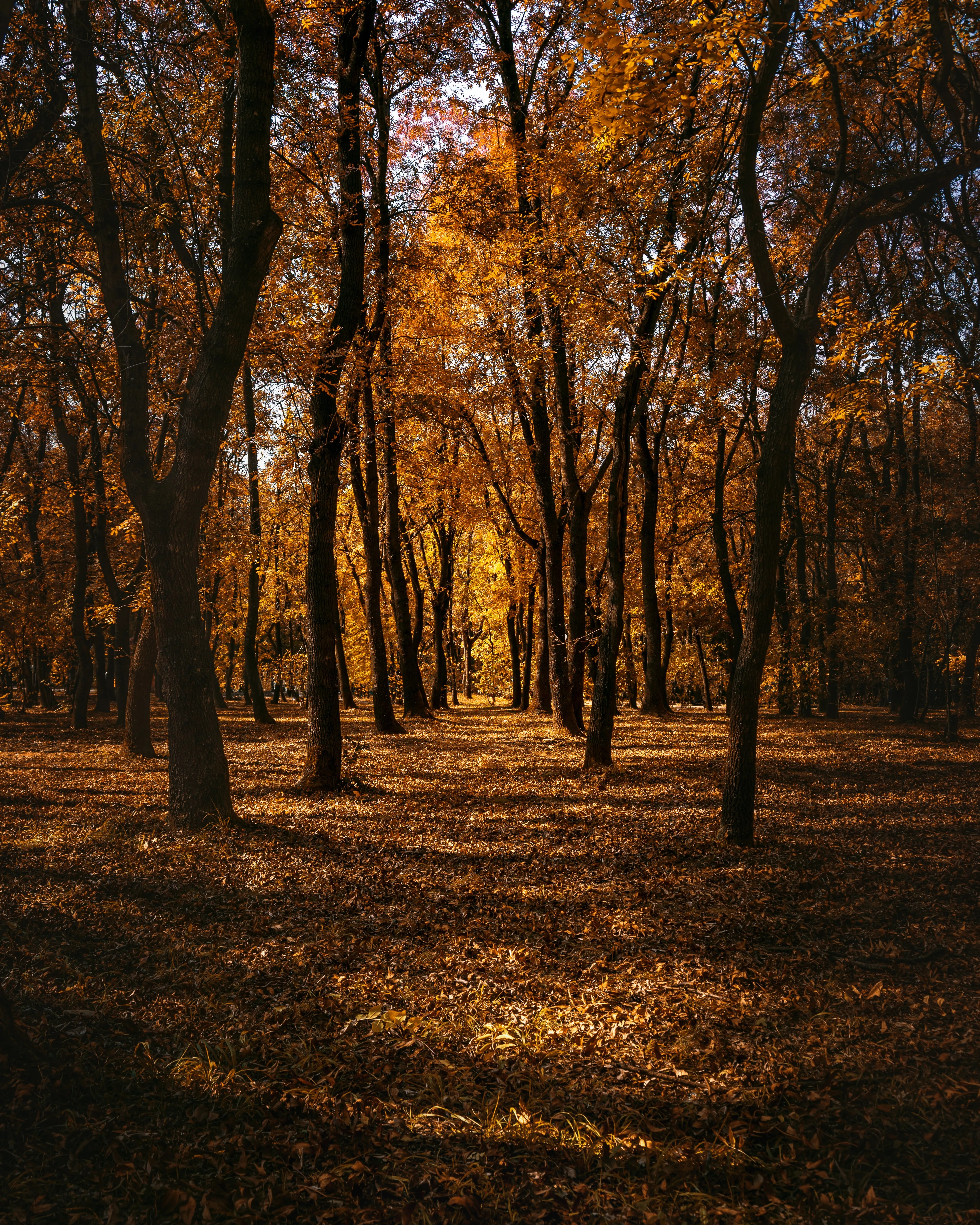 Sunlight Filtering through Autumn Forest Path Wallpaper