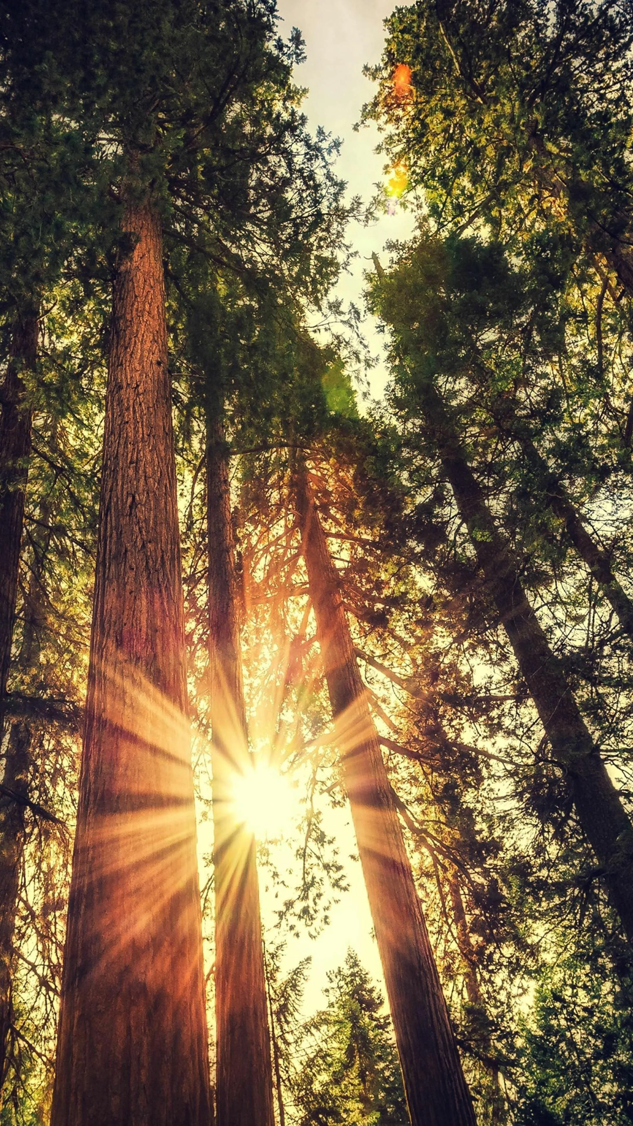 Sunlight Shining Through Tall Trees in Forest Landscape