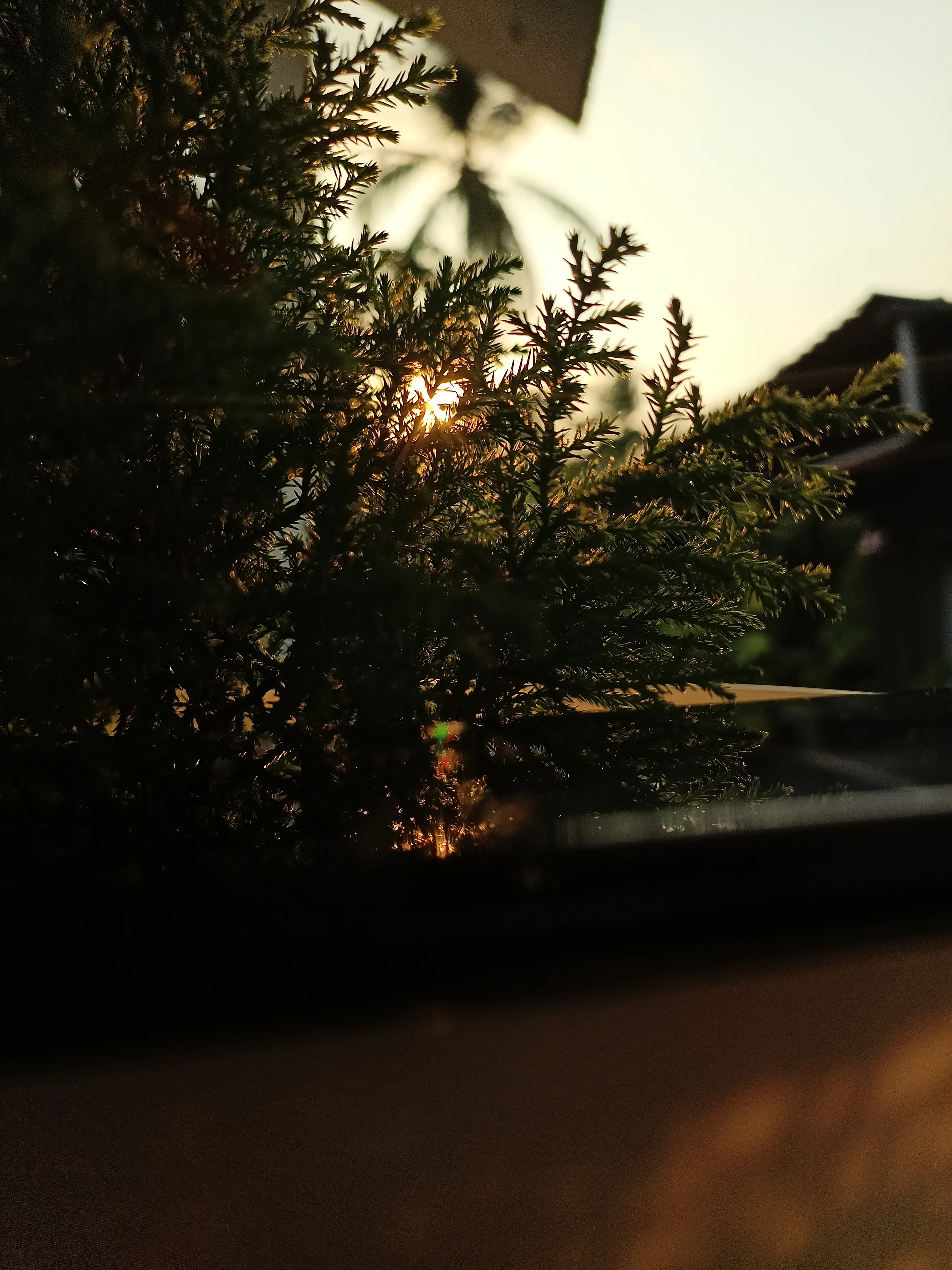 Sunlight Through Leaves on Quiet Backyard Wall Download