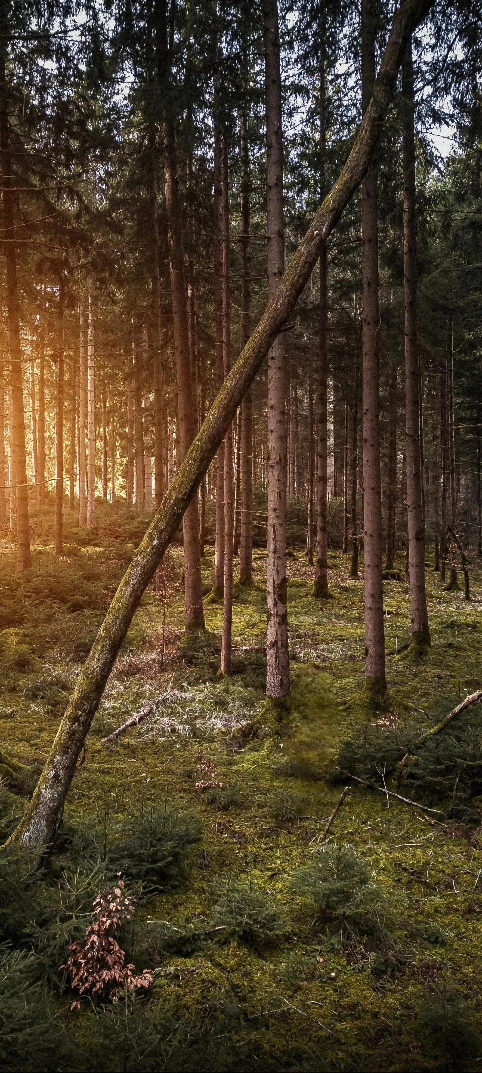 Sunlight Through Trees in Calm Forest During Golden Hour