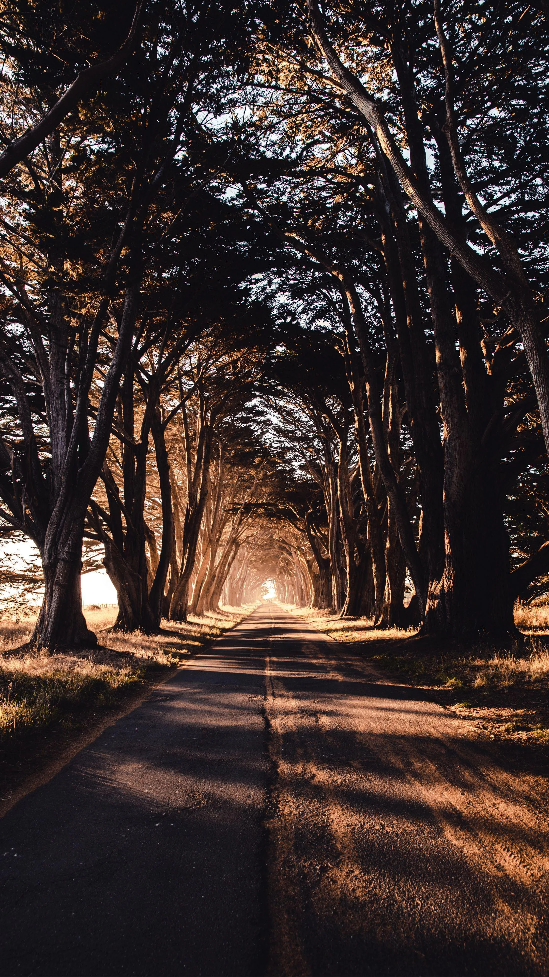 Sunlit Tree Lined Road Leading into Dark Forest Wallpaper