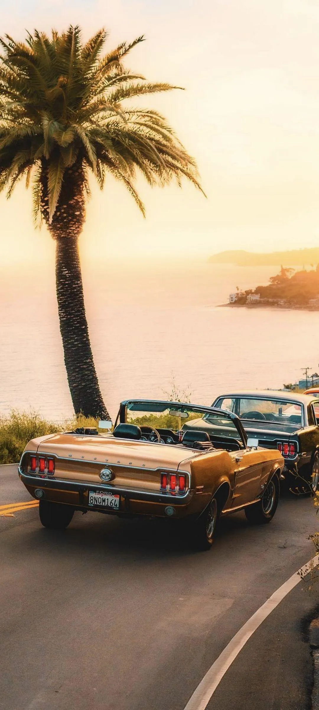 Sunny Beach Road With Palm Trees and Classic Cars Image