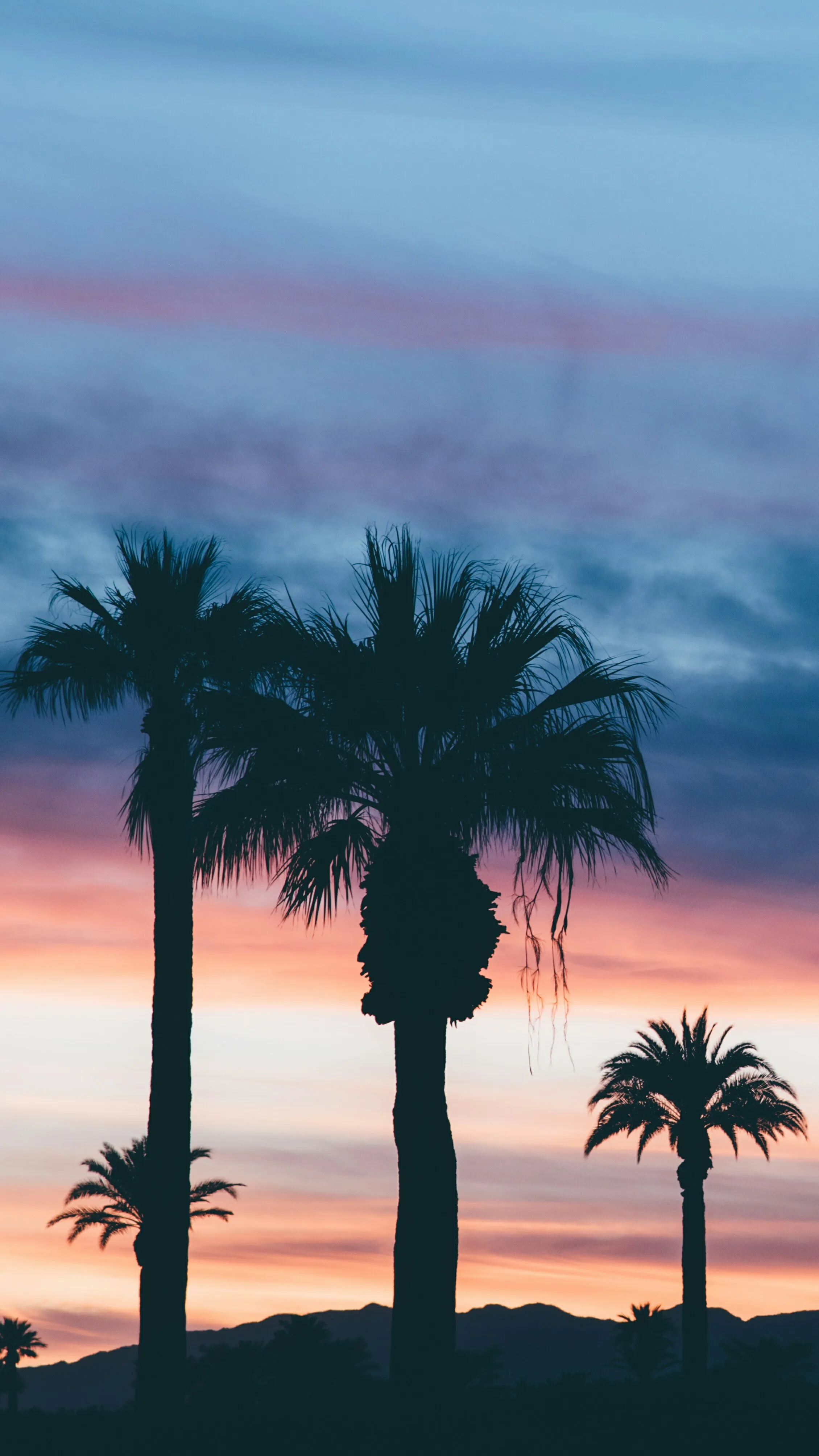 Sunset Behind Palm Trees Creating Vibrant Sky Colors