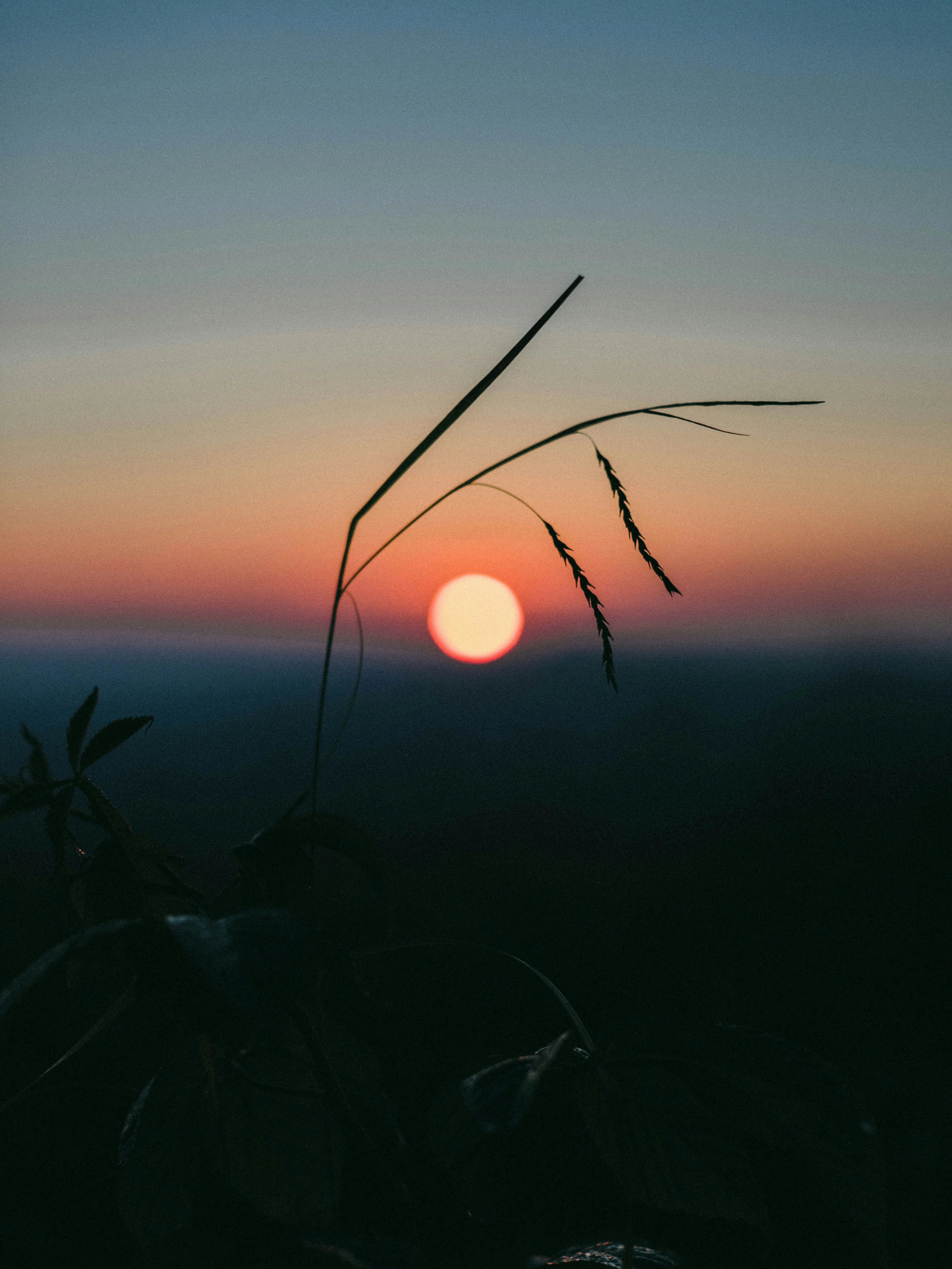 Sunset Silhouette Over Fields of Tall Grass Wallpaper