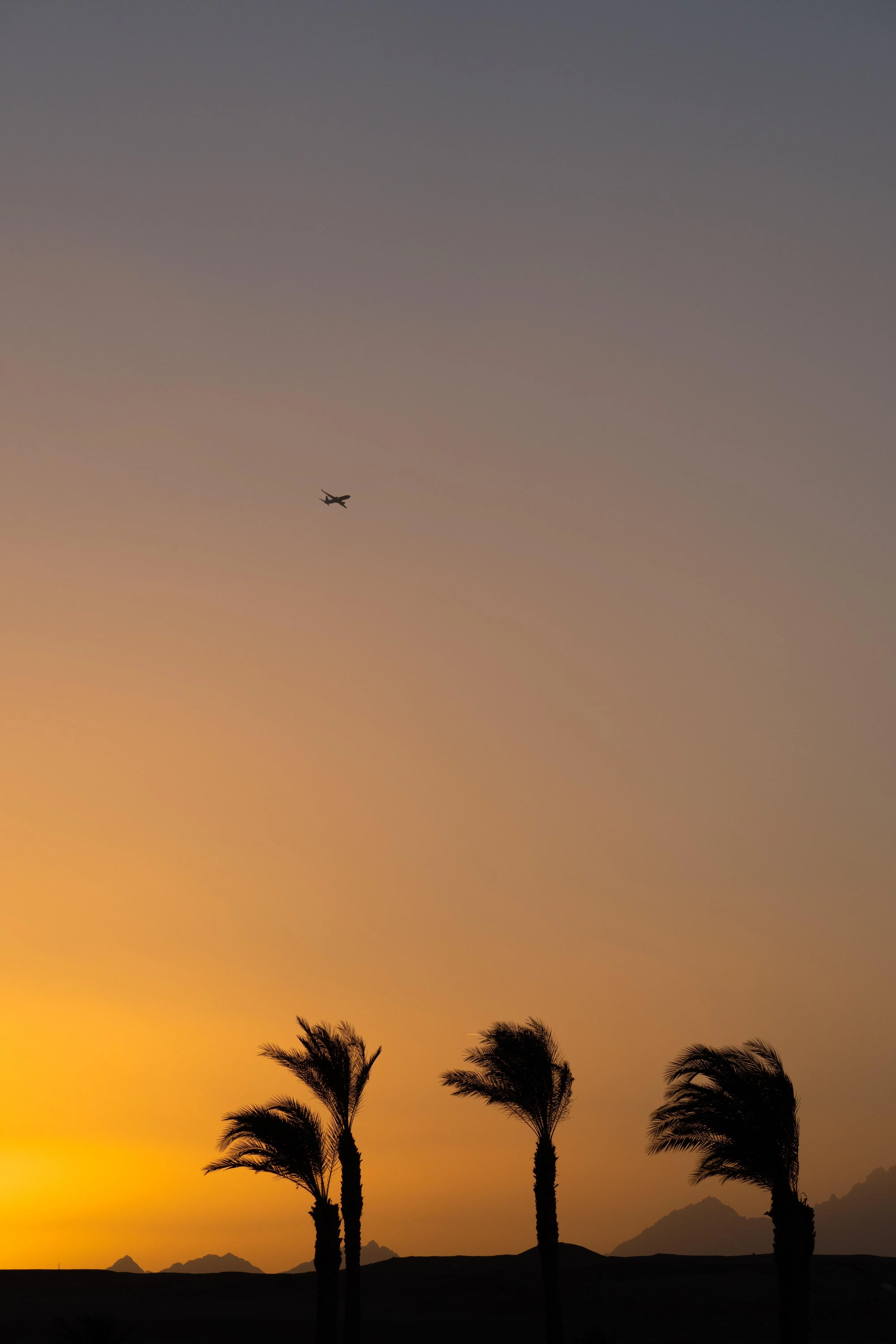 Sunset Sky with Palm Trees Silhouetted Against Warm Colors