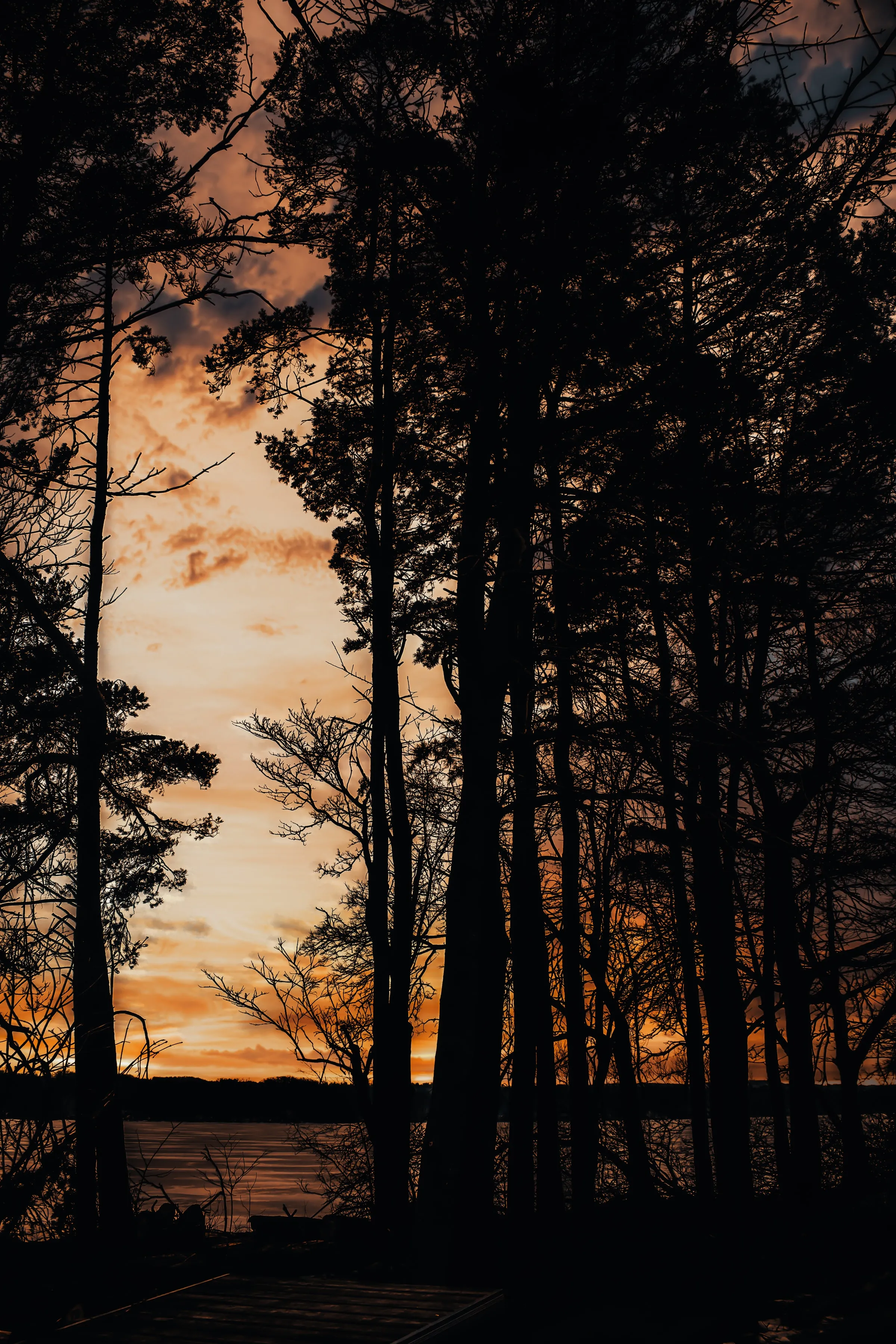 Sunset View Through Tall Pine Forest Trees Wallpaper