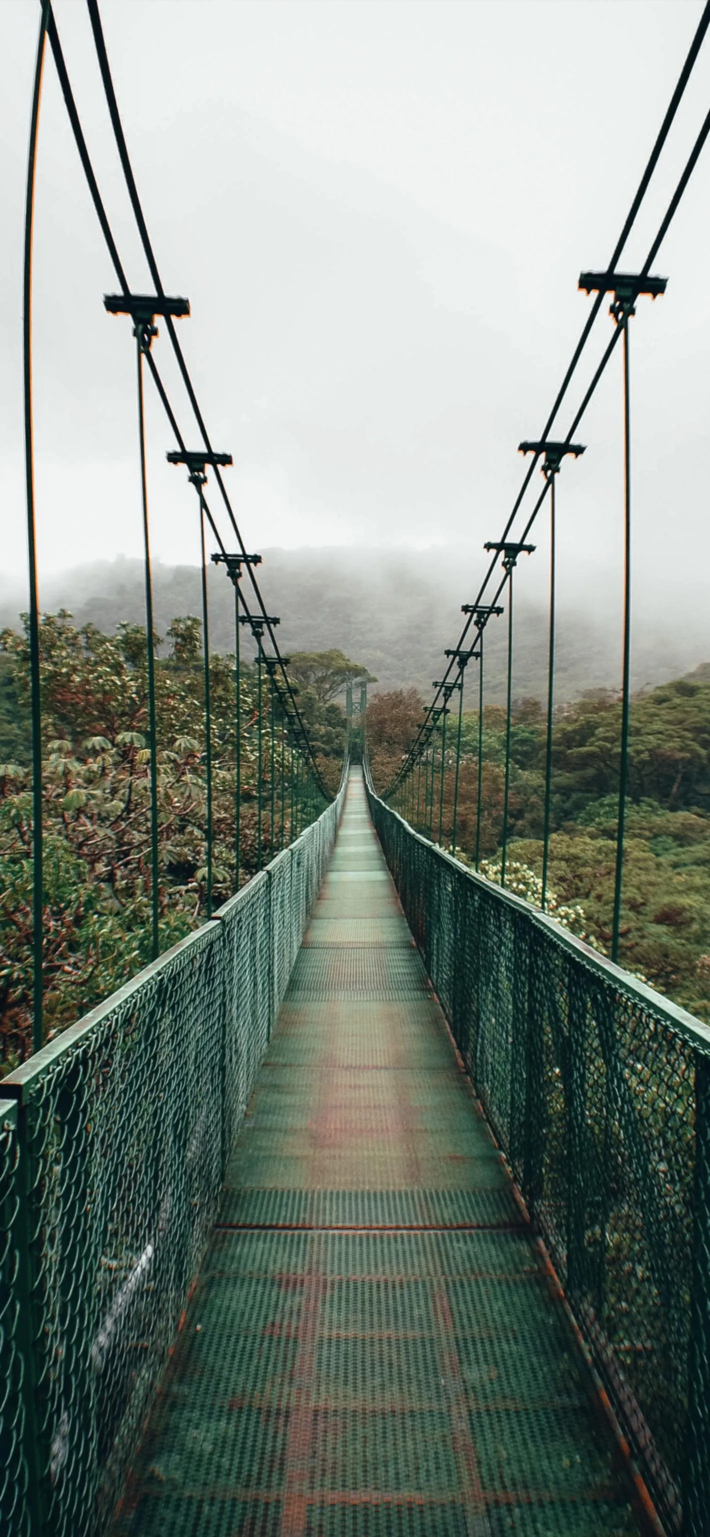 Suspended Bridge Over Green Forest Landscape Wallpaper