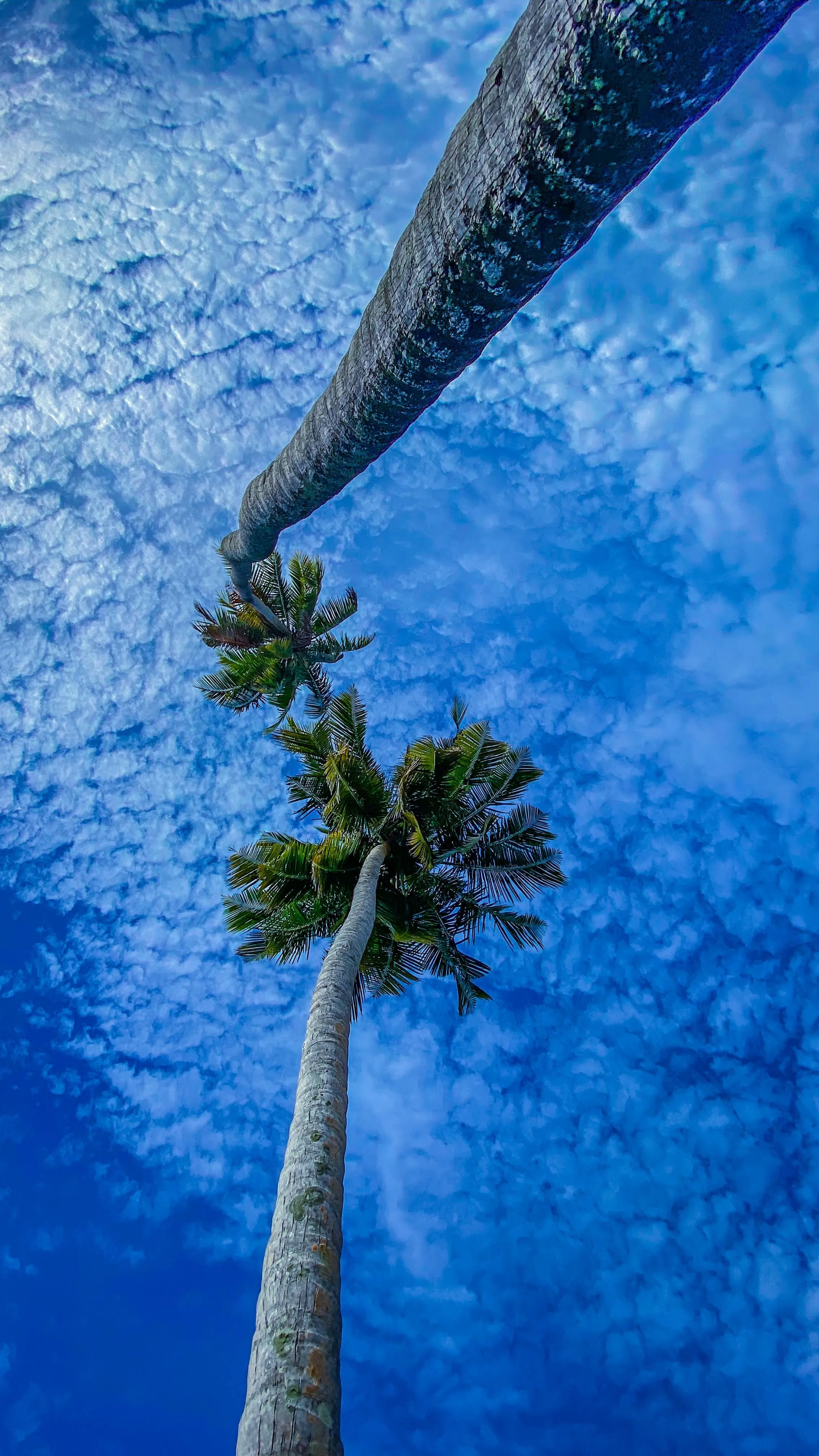 Tall Palm Tree Reaching Up Toward Bright Sky Wallpaper