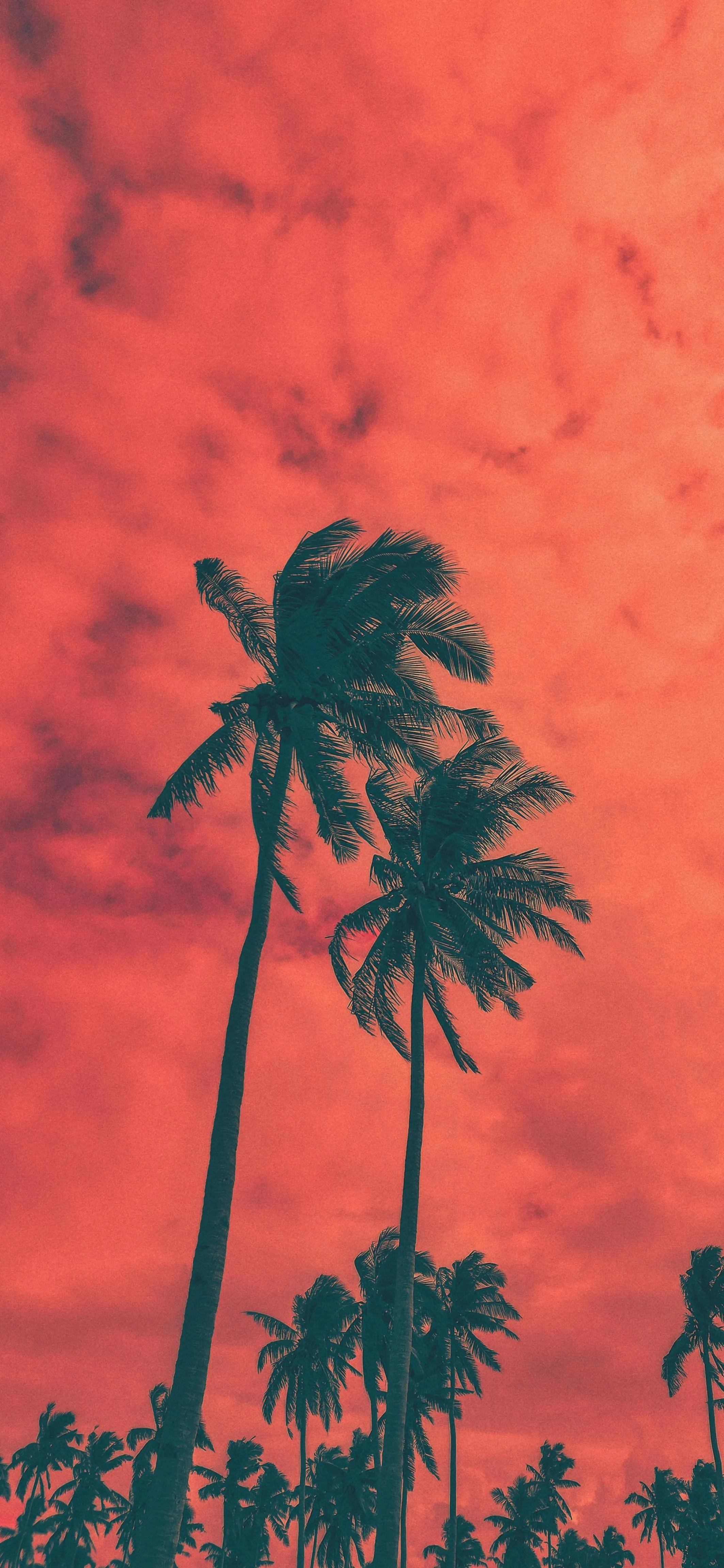 Tall Palm Trees Silhouetted Against Orange and Red Sunset Sky