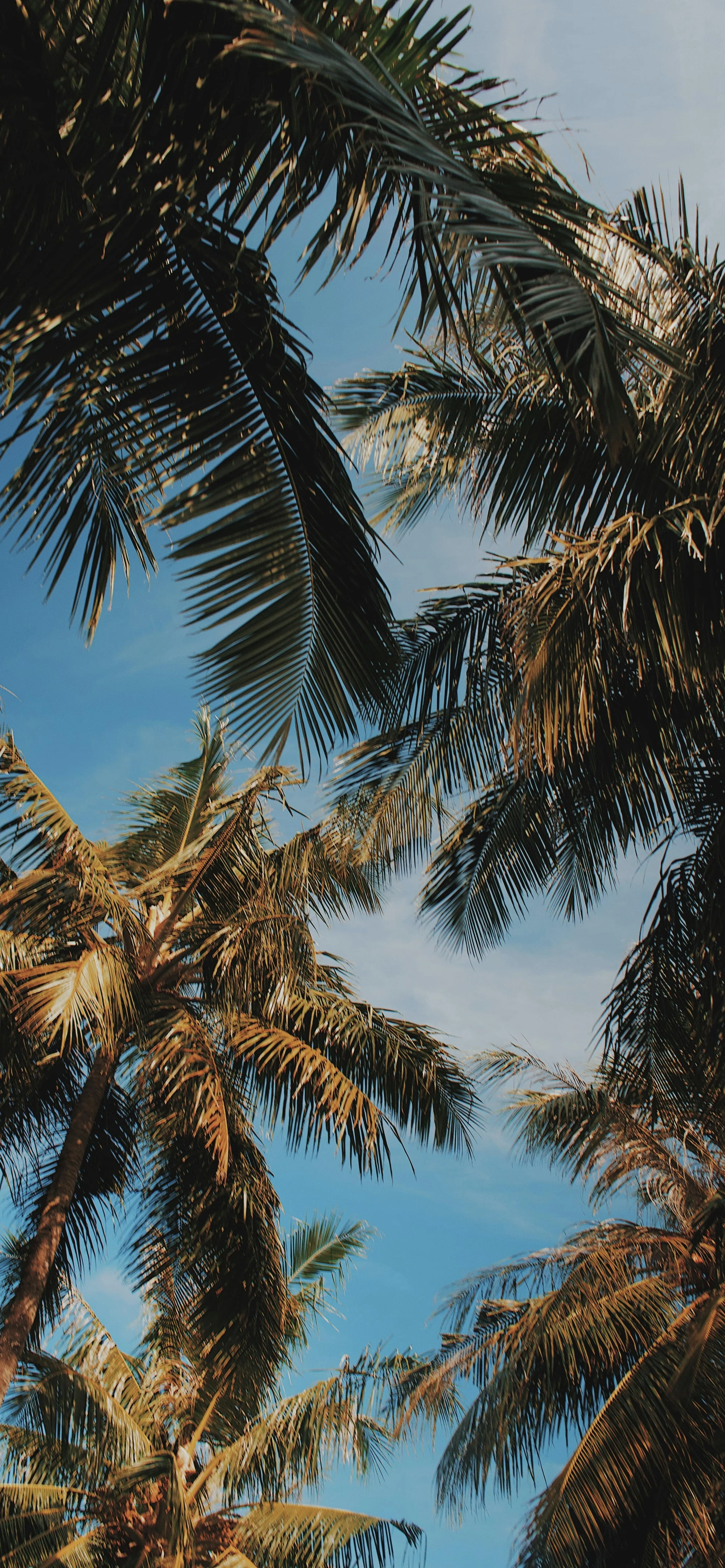 Tall Palm Trees Swaying Under Bright Tropical Sky Wallpaper