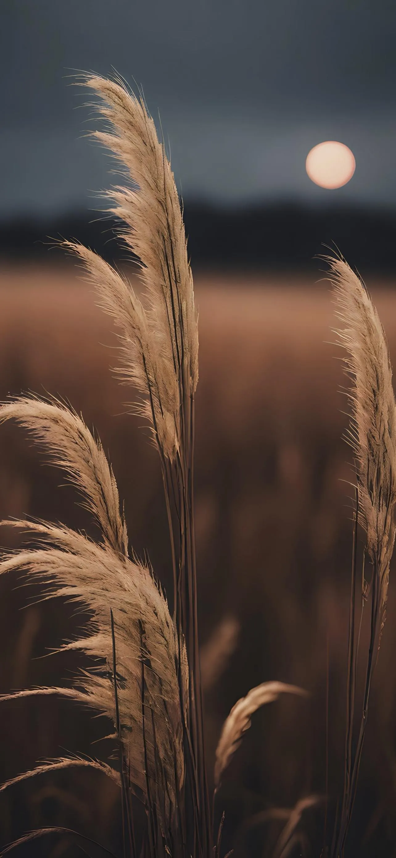 Tall Wheat Grasses Waving in Golden Wind Light Wallpaper