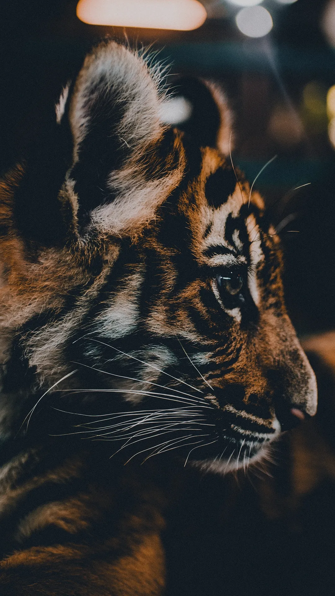 Tiger Closeup in Warm Moody Golden Lighting Wallpaper