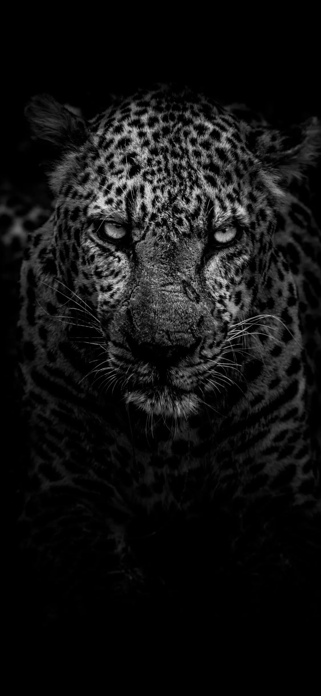 Tiger Face Emerging from Darkness with Sharp Intense Eyes