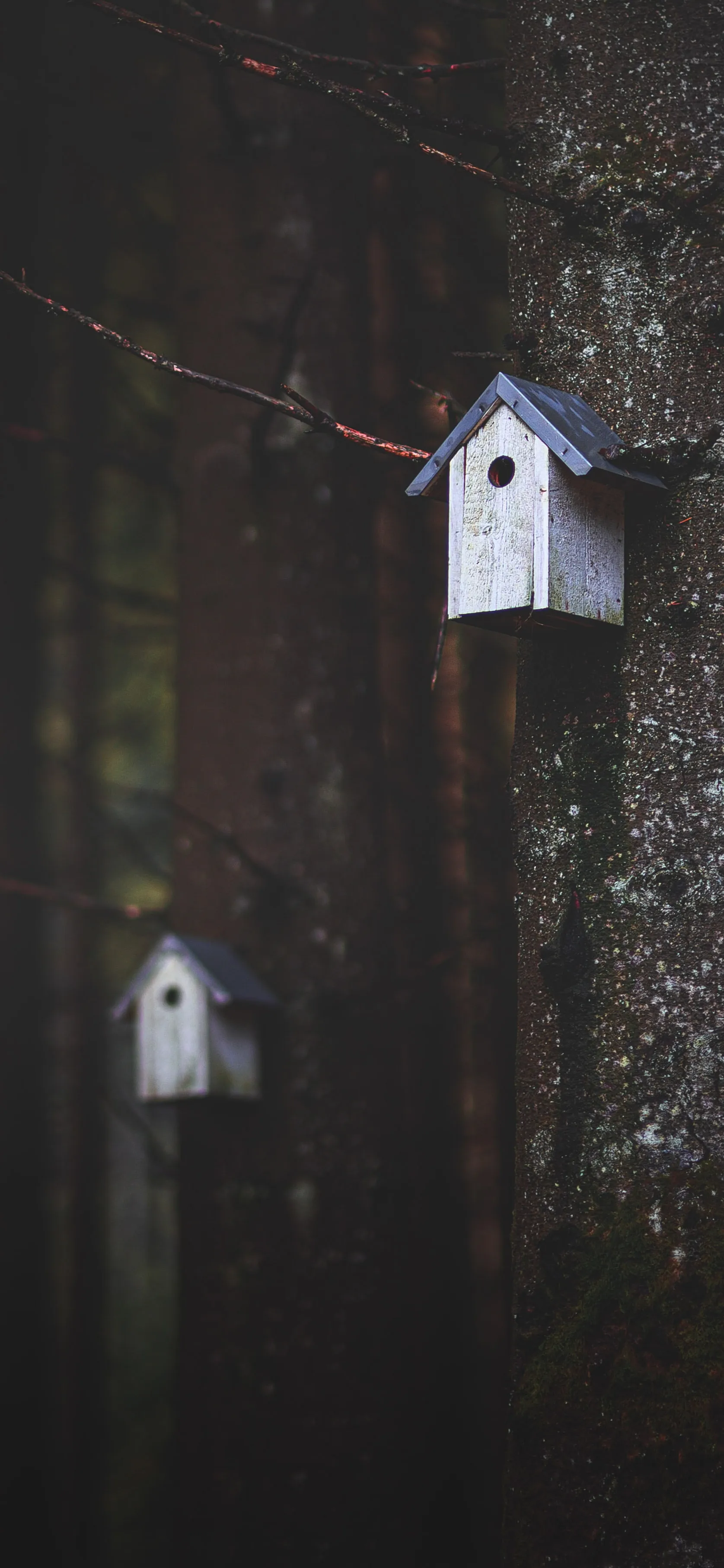 Tiny Birdhouse Hanging in Quiet Forest at Night Wallpaper