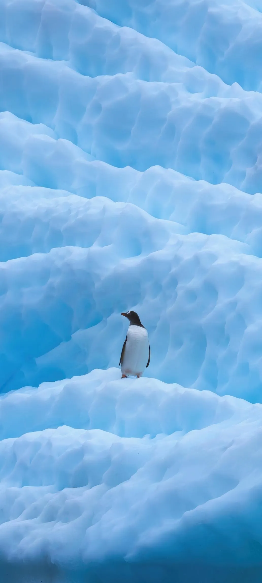 Tiny Penquin Walking Among Dreamy Snowy Layers Wallpaper