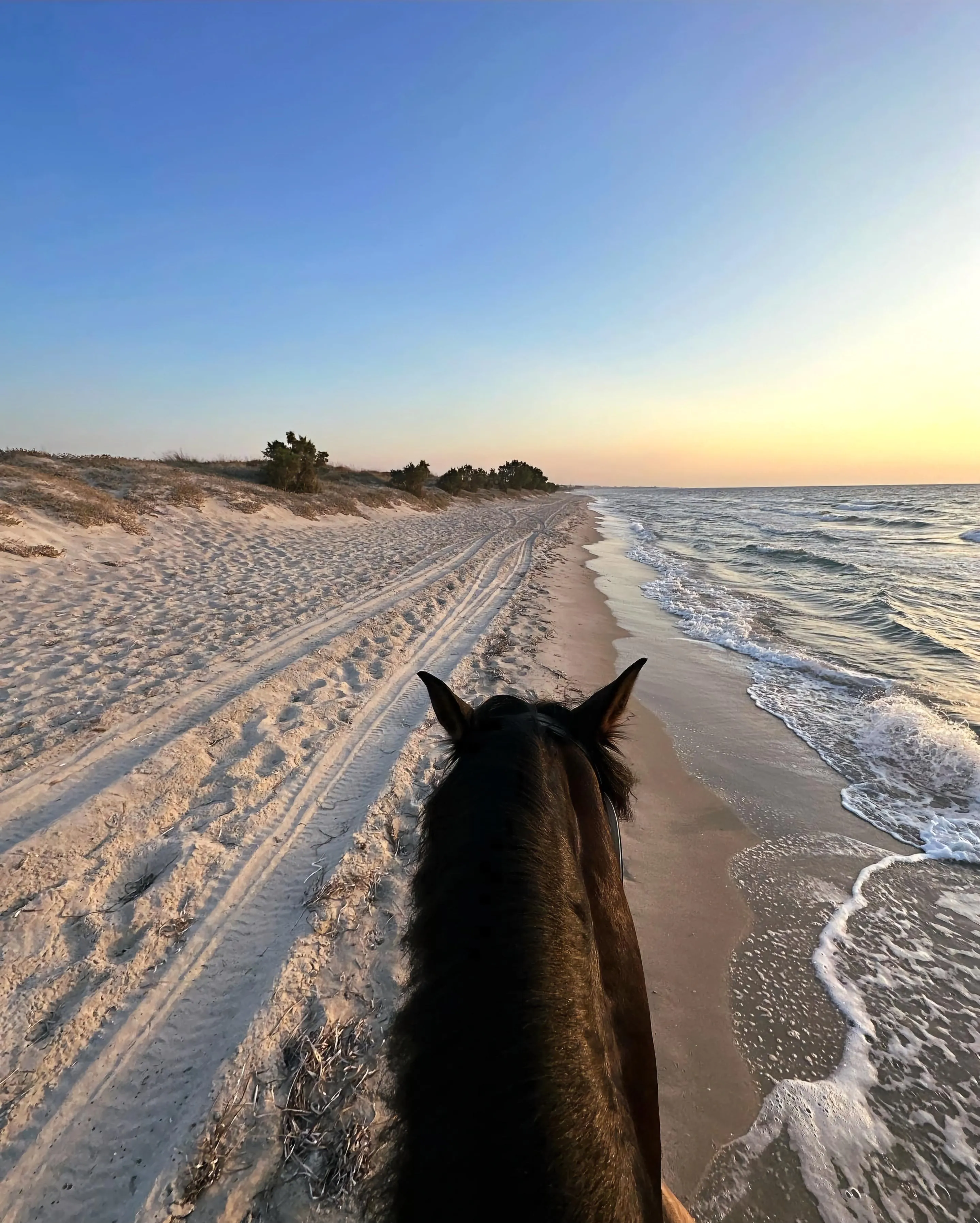Tire Tracks on Sandy Beach with Horse Free HD Image