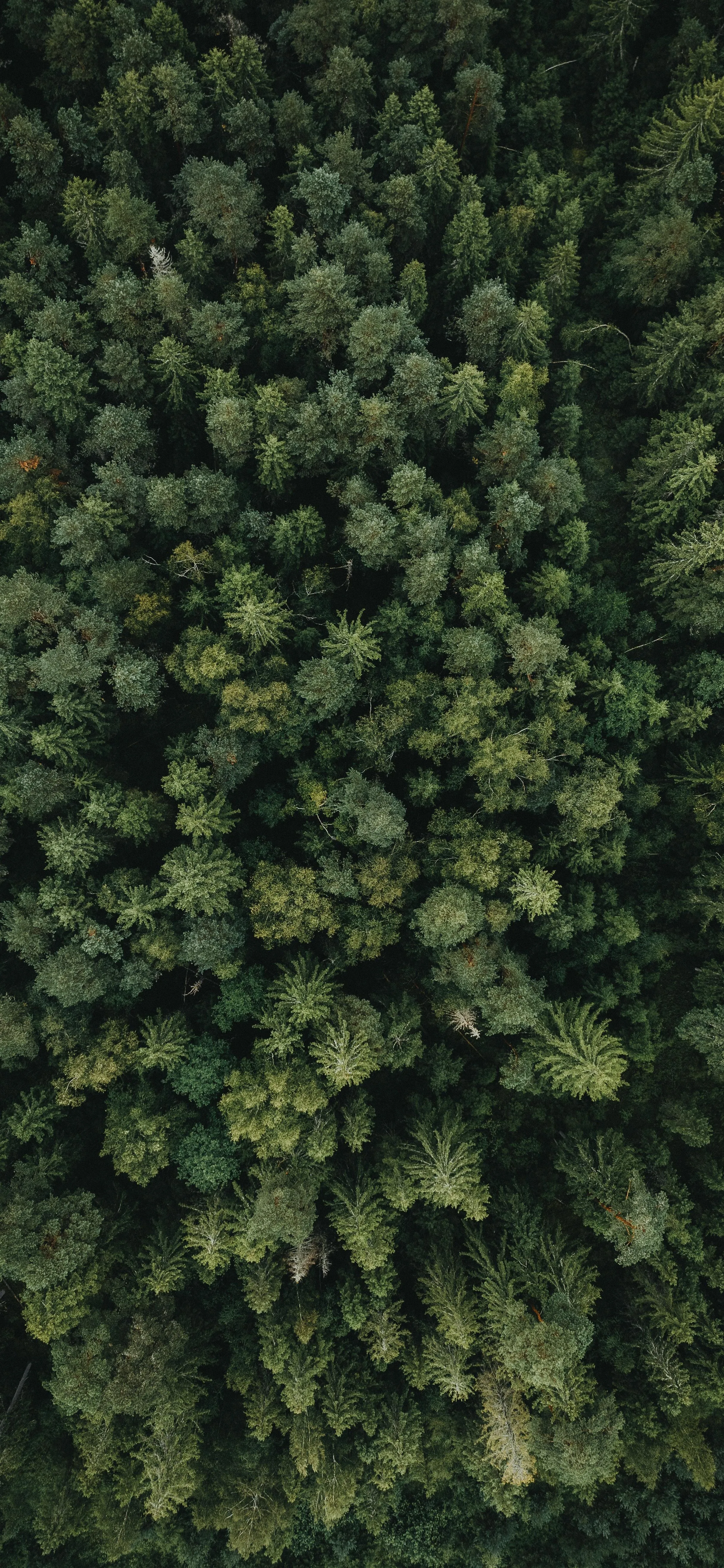 Top View of Dense Green Forest Trees Landscape Wallpaper