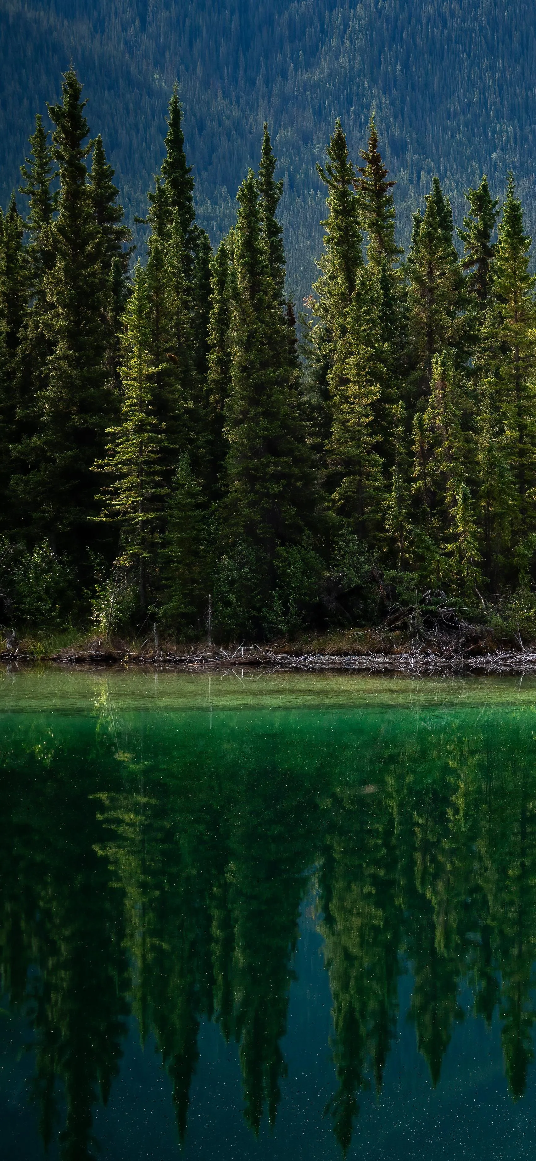 Tranquil Green Lake and Pine Trees Under Blue Sky Wallpaper