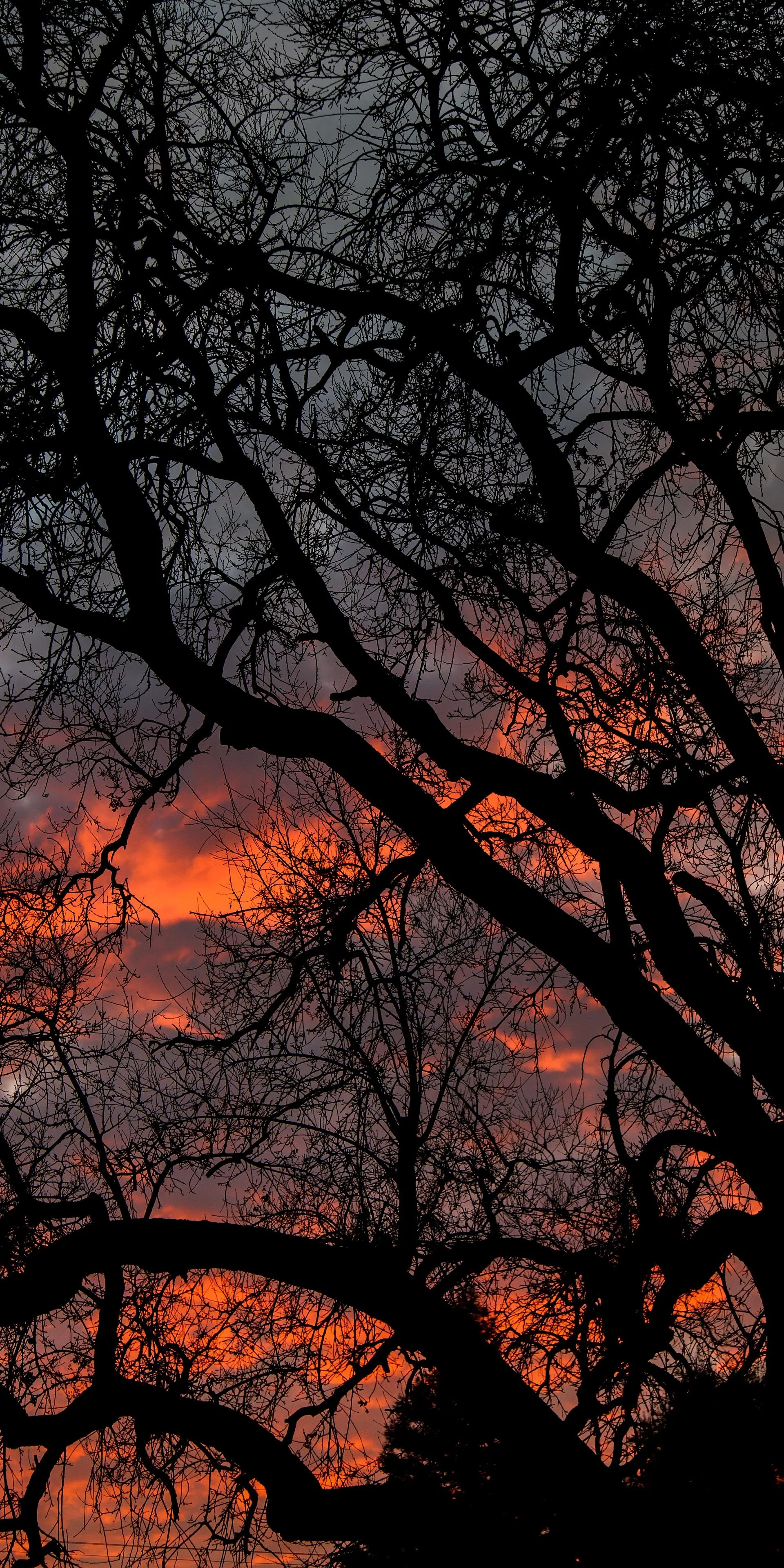 Tree Branches Silhouetted Against Red Sunset Sky Wallpaper