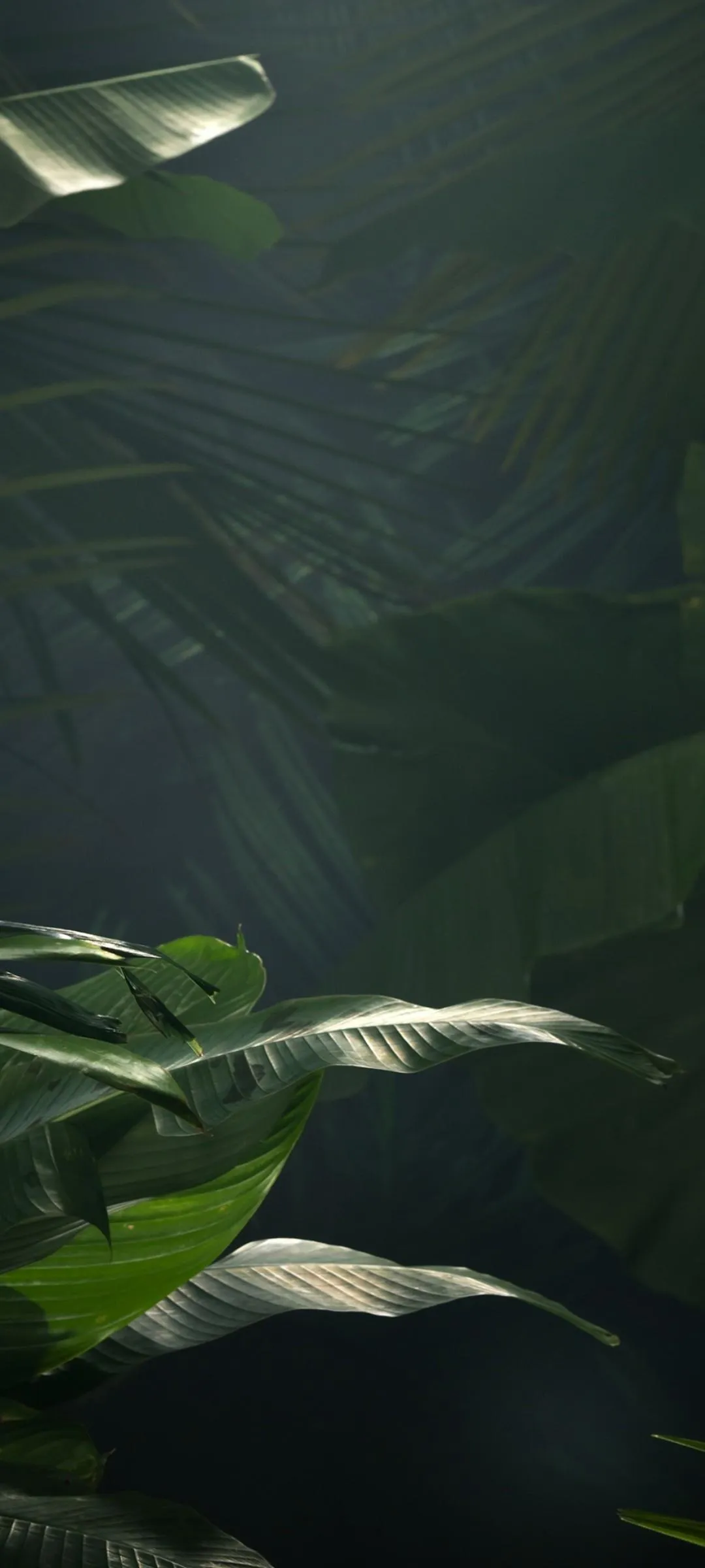 Tropical Green Leaves With Natural Shadow Wallpaper