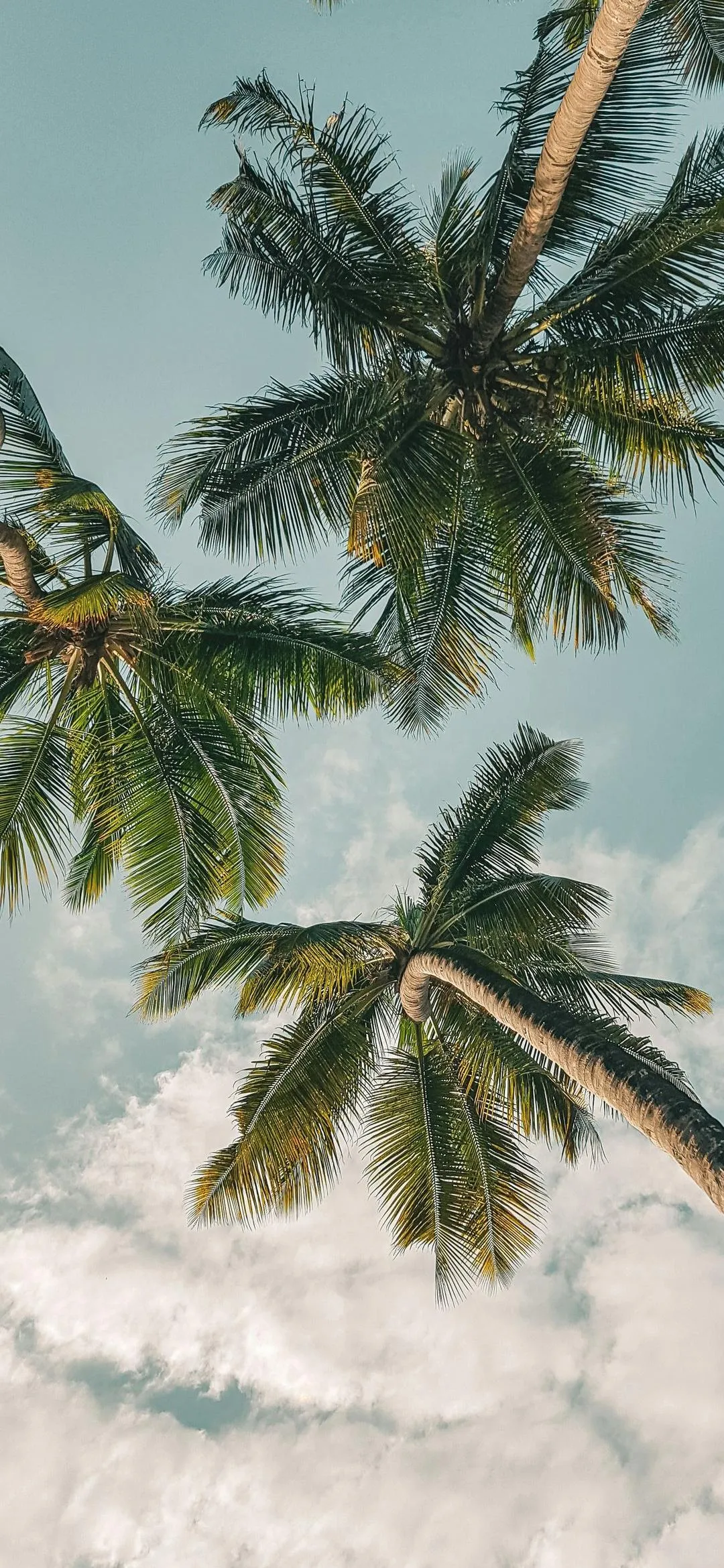 Tropical Palm Trees Against a Clear Blue Sky Background