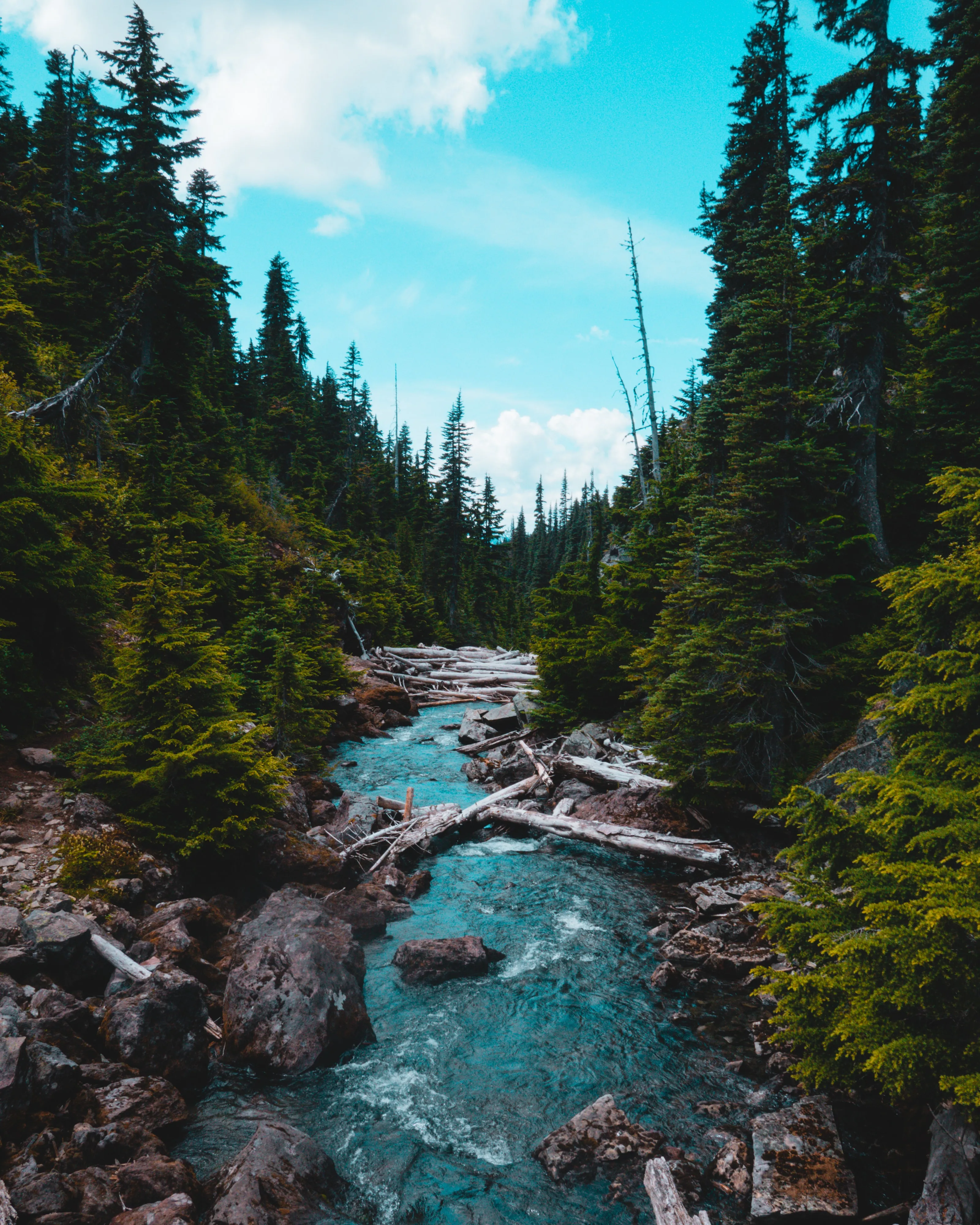 Turquoise River Flowing Through Pine Forest View Wallpaper