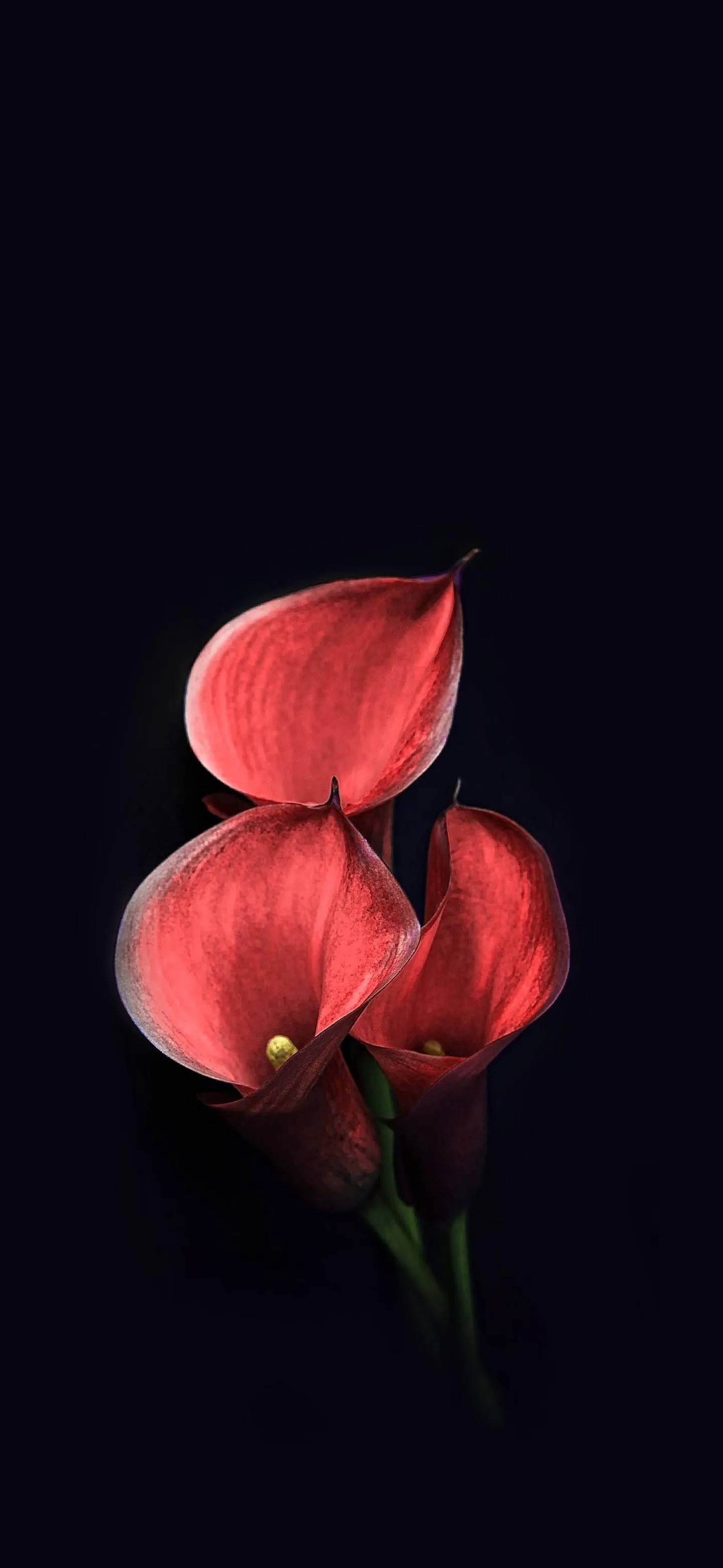Twin Red Flowers on Black Background Aesthetic Wallpaper