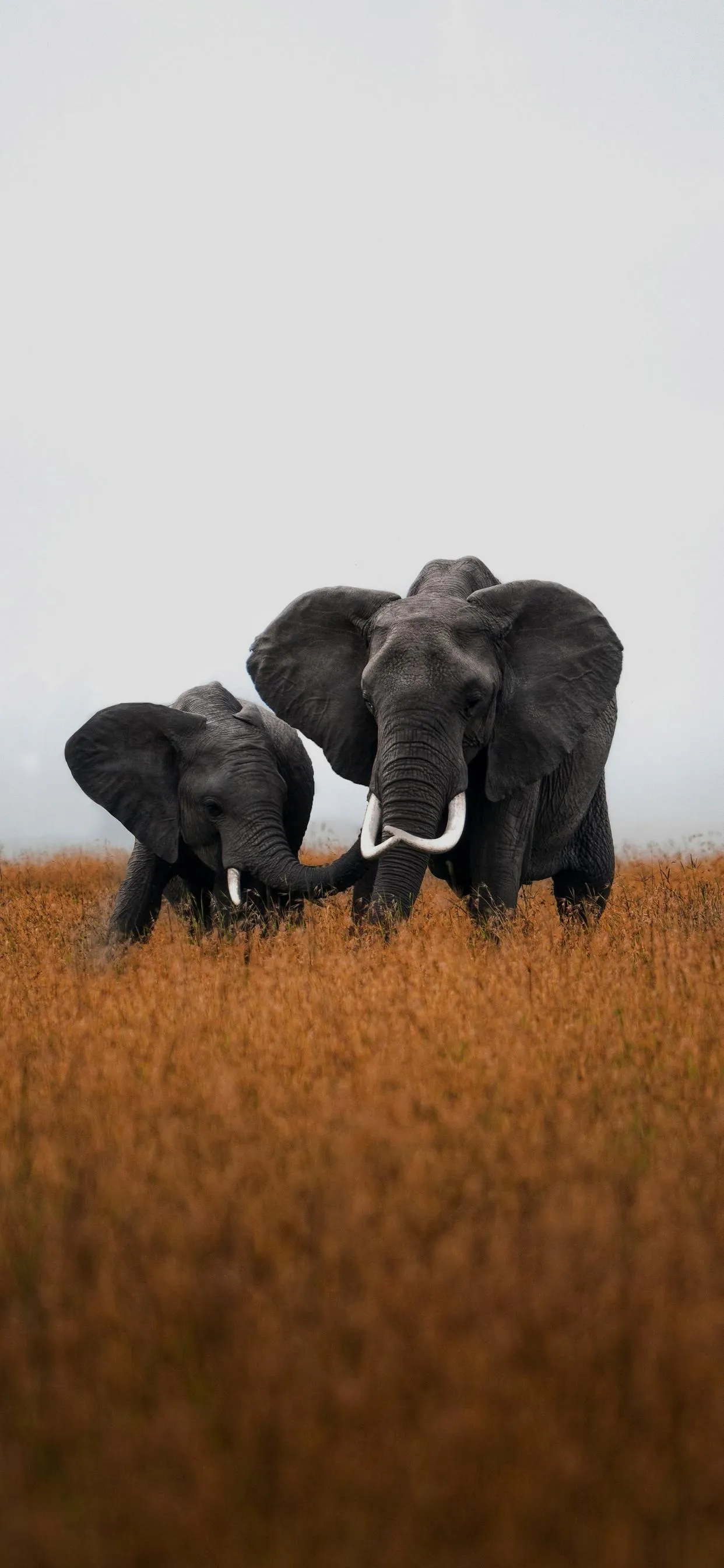 Two Elephants Walking in Dry Grassland Scene Wallpaper