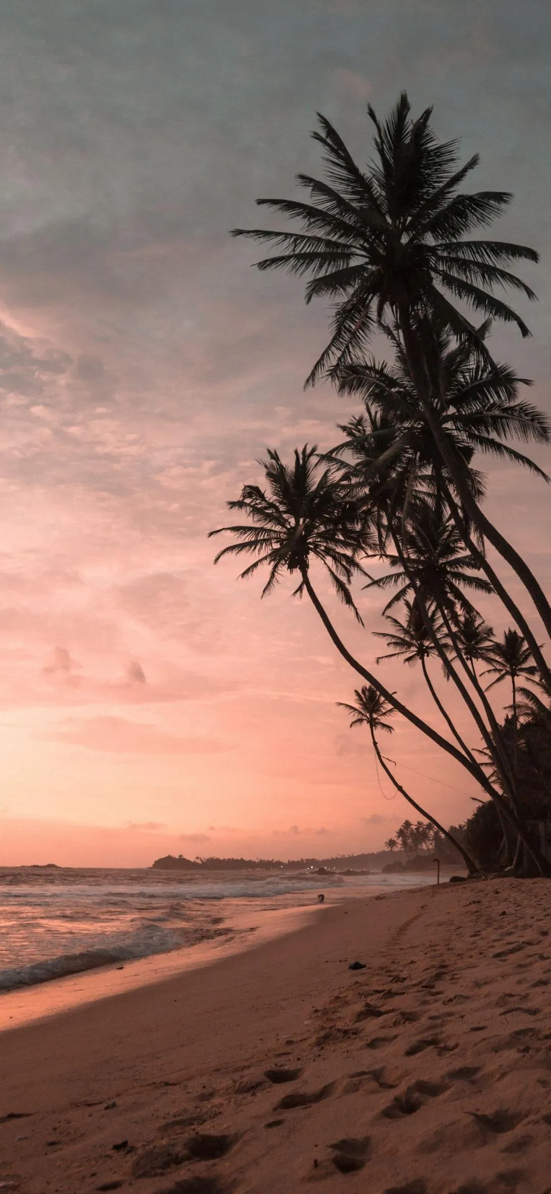 Two Leaning Palm Trees in Sunset on Sandy Beach Wallpaper