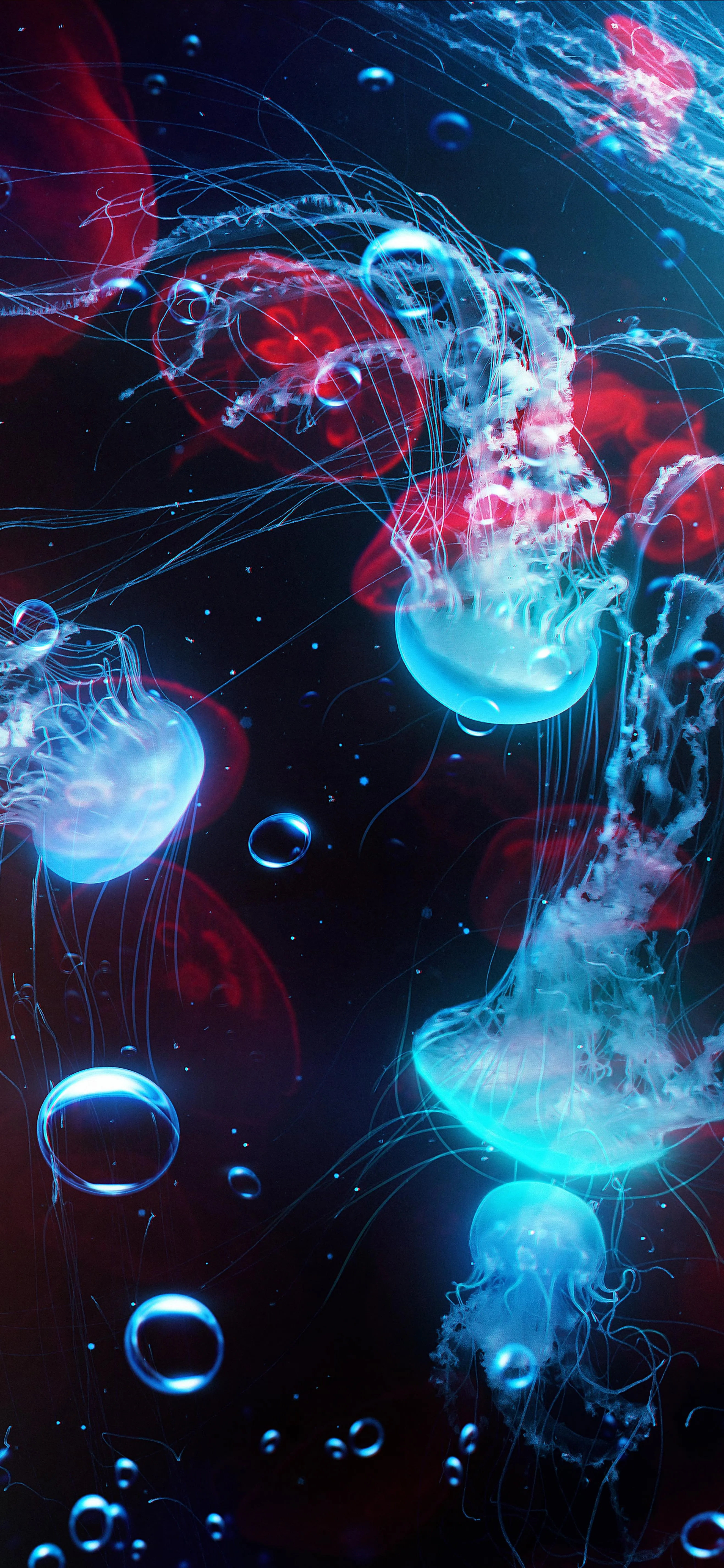 Underwater Scene with Glowing Jellyfish and Blue Tones Image