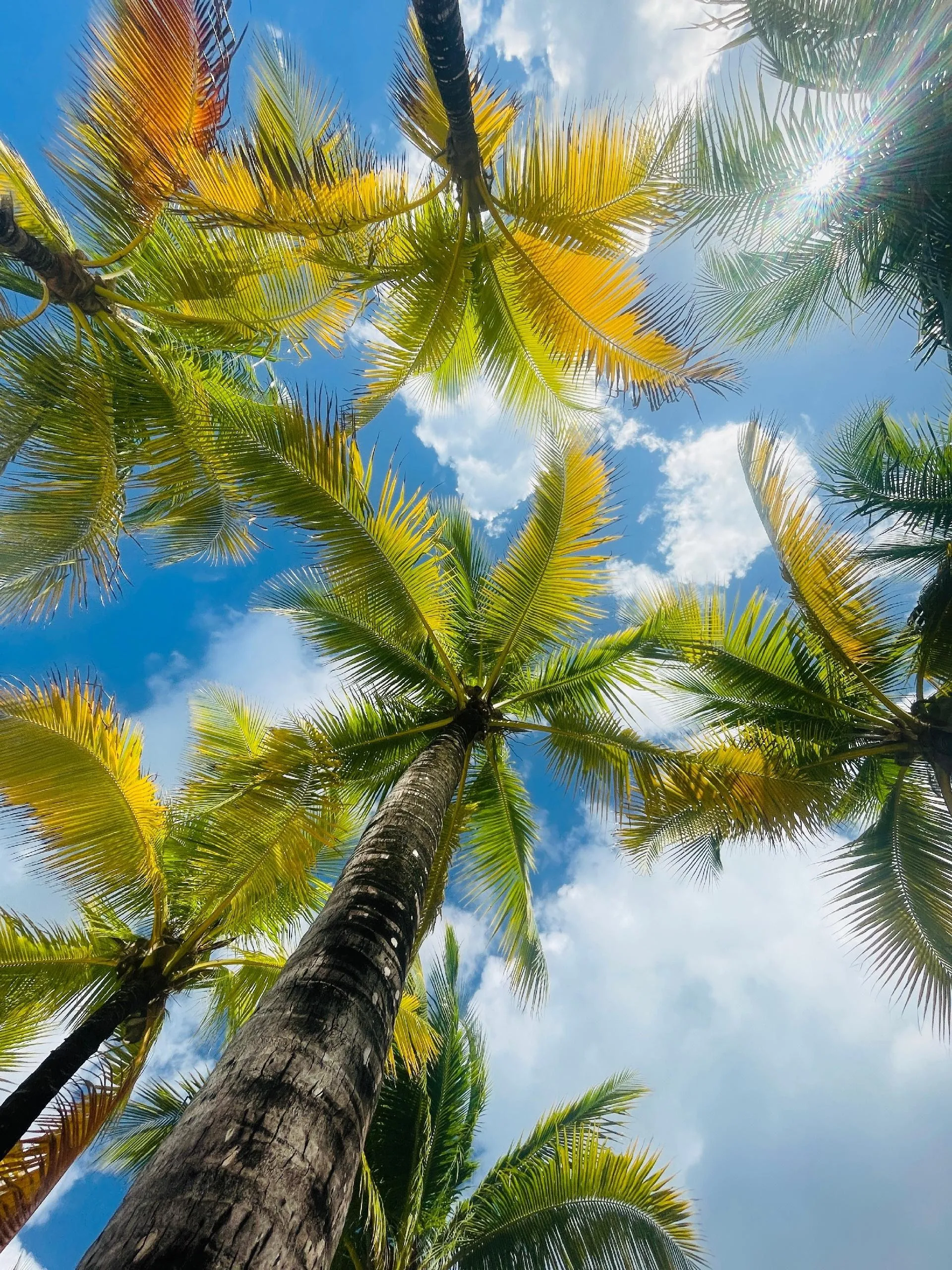 Upward View of Tropical Palm Trees and Sunny Sky Image