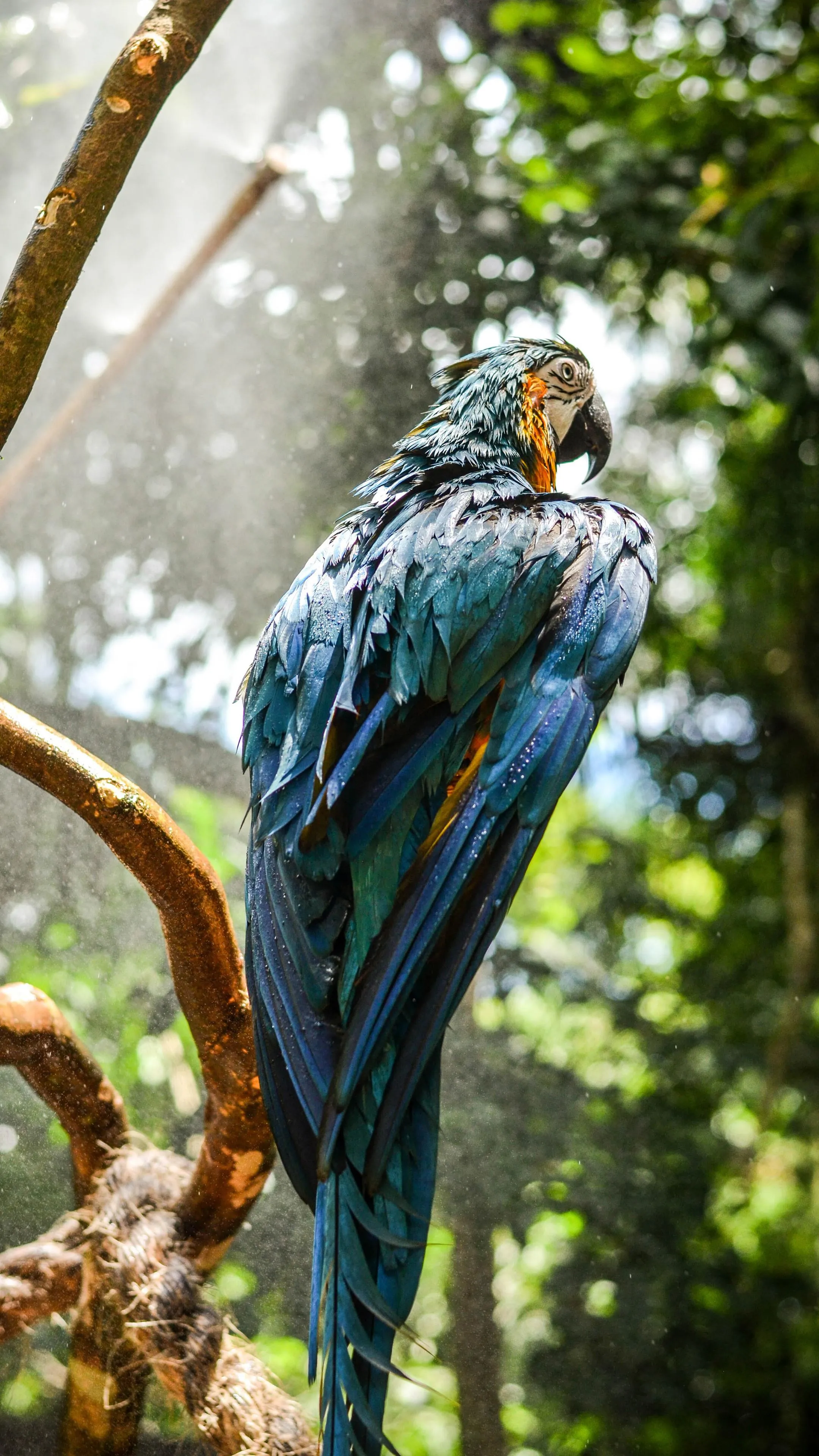 Vibrant Blue and Green Parrot Perched on Branch Wallpaper