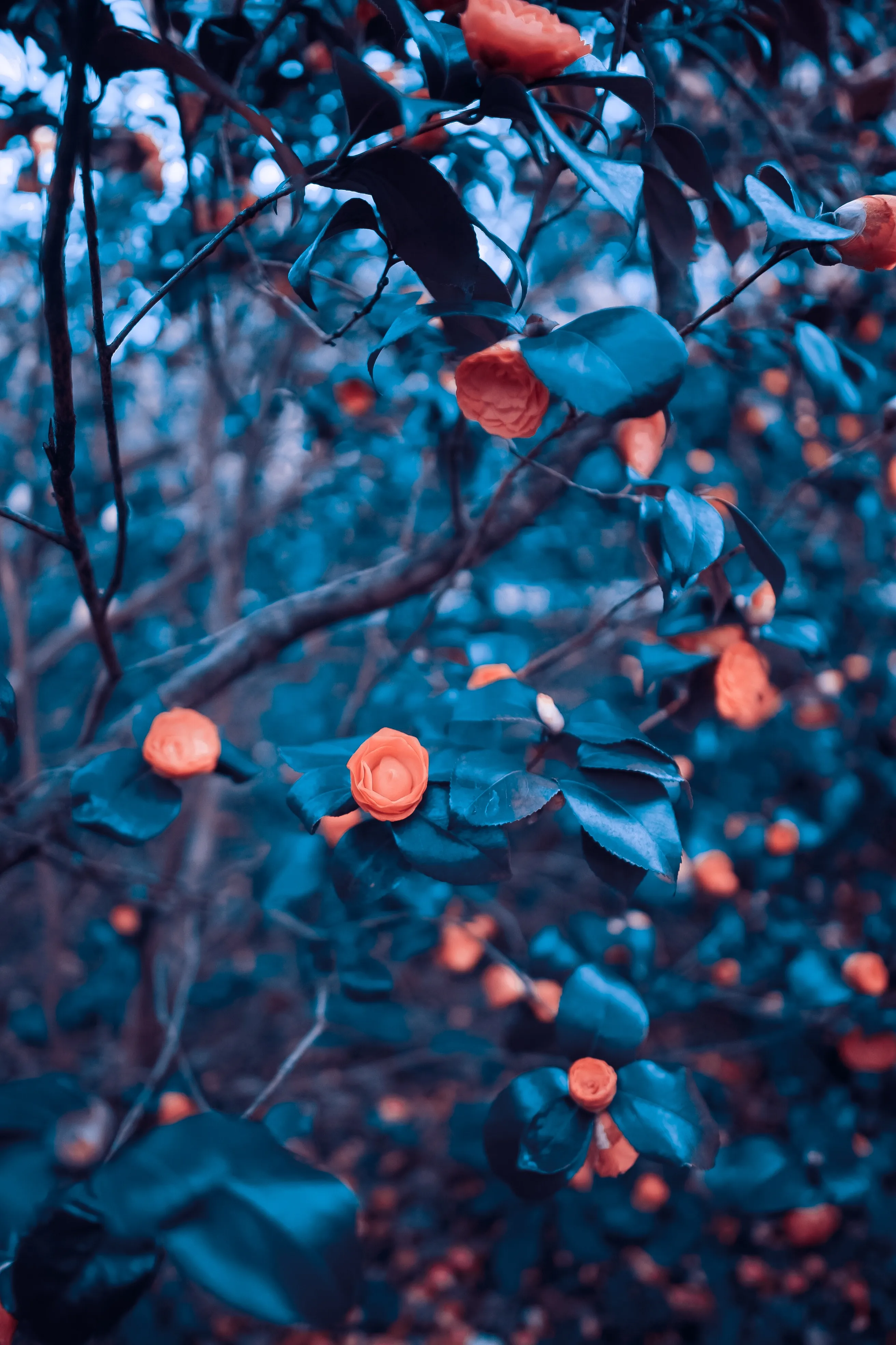 Vibrant Garden Scene with Orange Blossoms and Blue Leaves