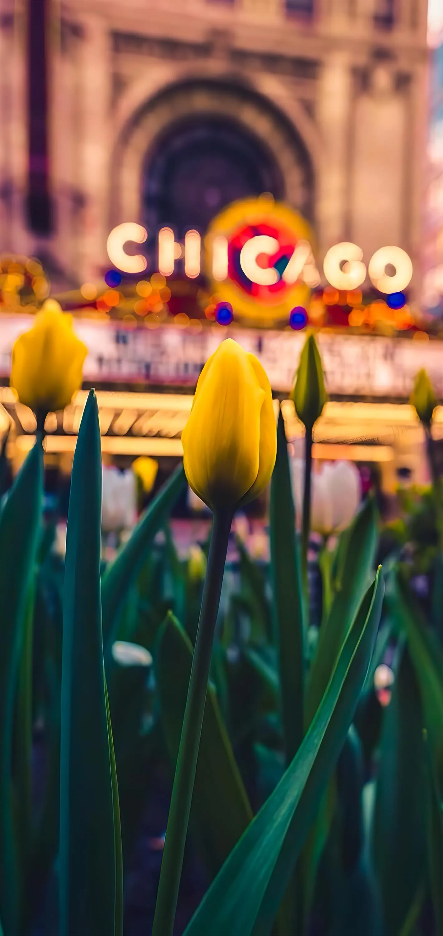Vibrant Grass with Chicago Sign in Background Wallpaper