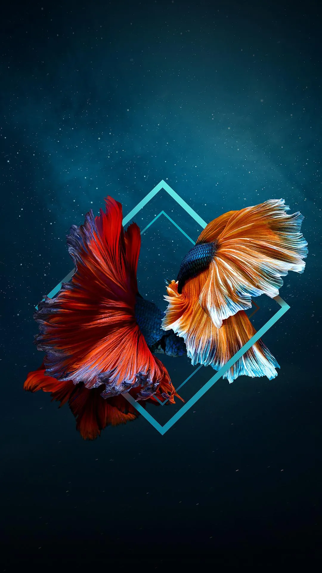 Vibrant Siamese Fighting Fish on Blue Backdrop Wallpaper