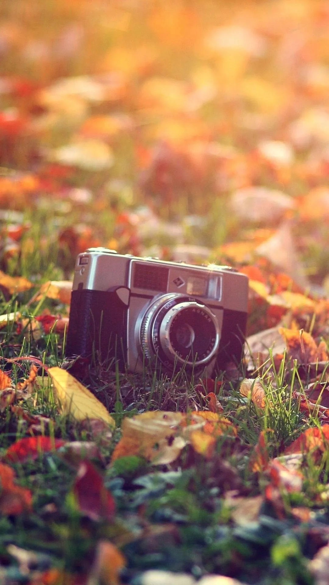 Vintage Camera on Ground Surrounded by Wildflowers